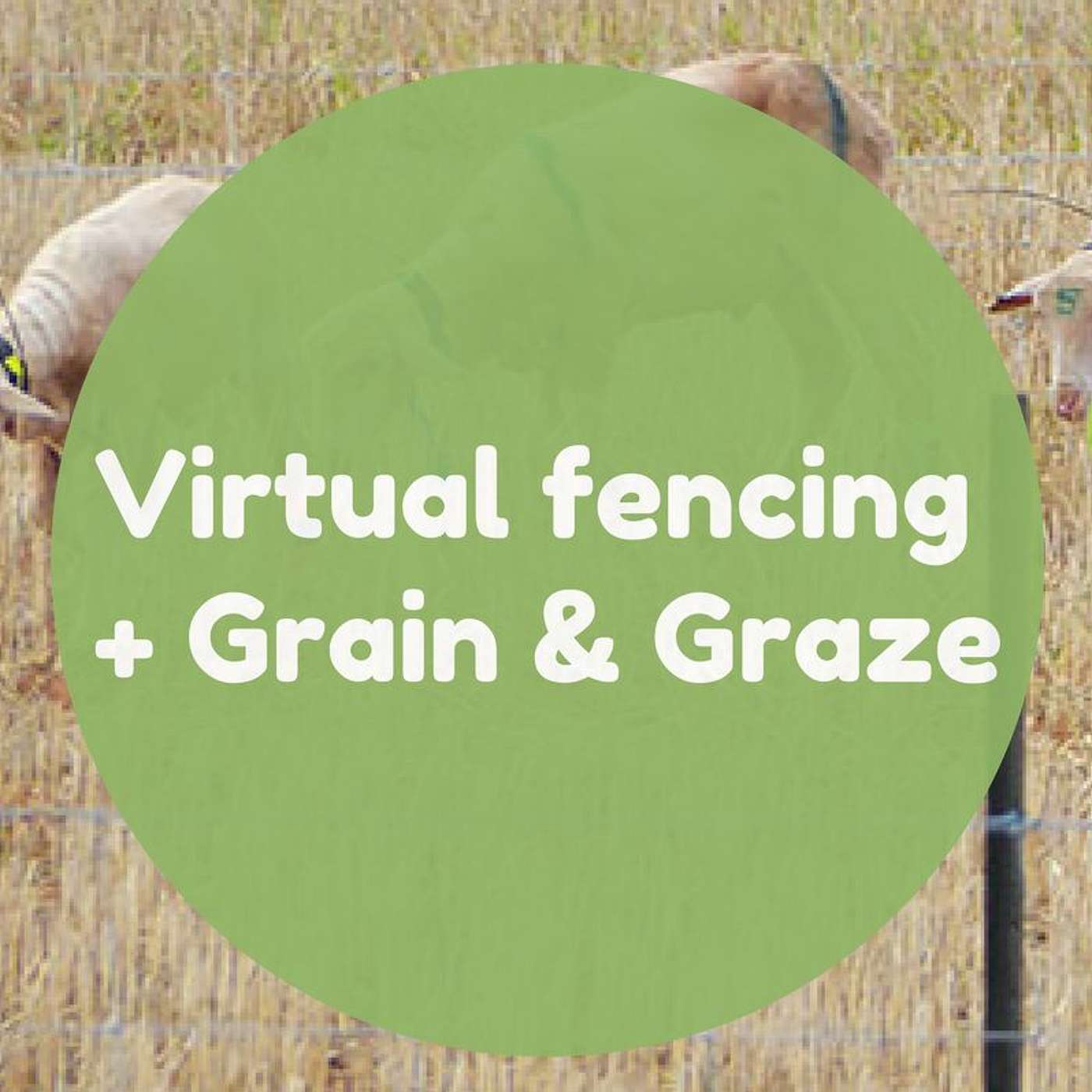 Virtual fencing + Grain & Graze update