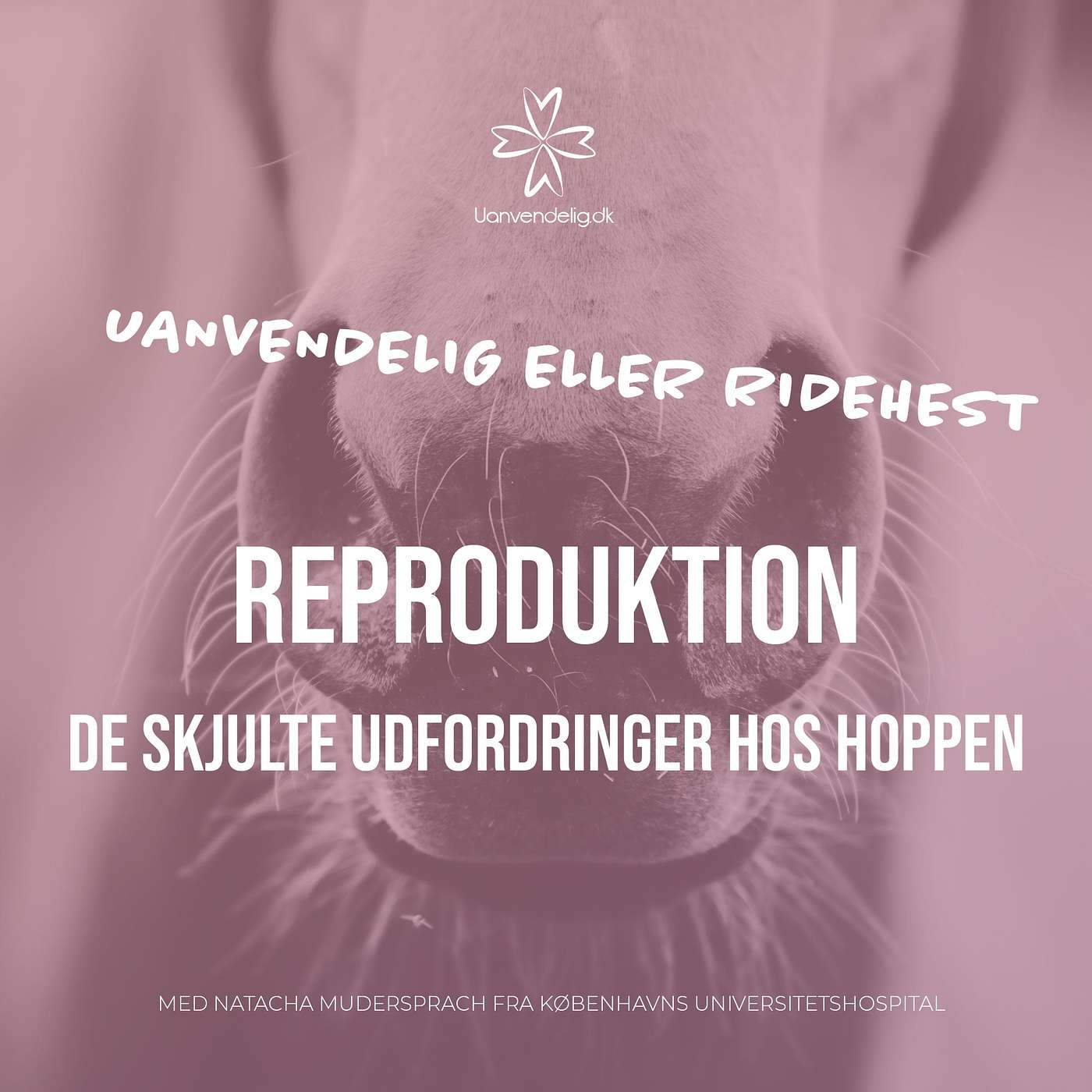 Kan alle hopper avle - Med dyrlæge Natacha Mudersprach