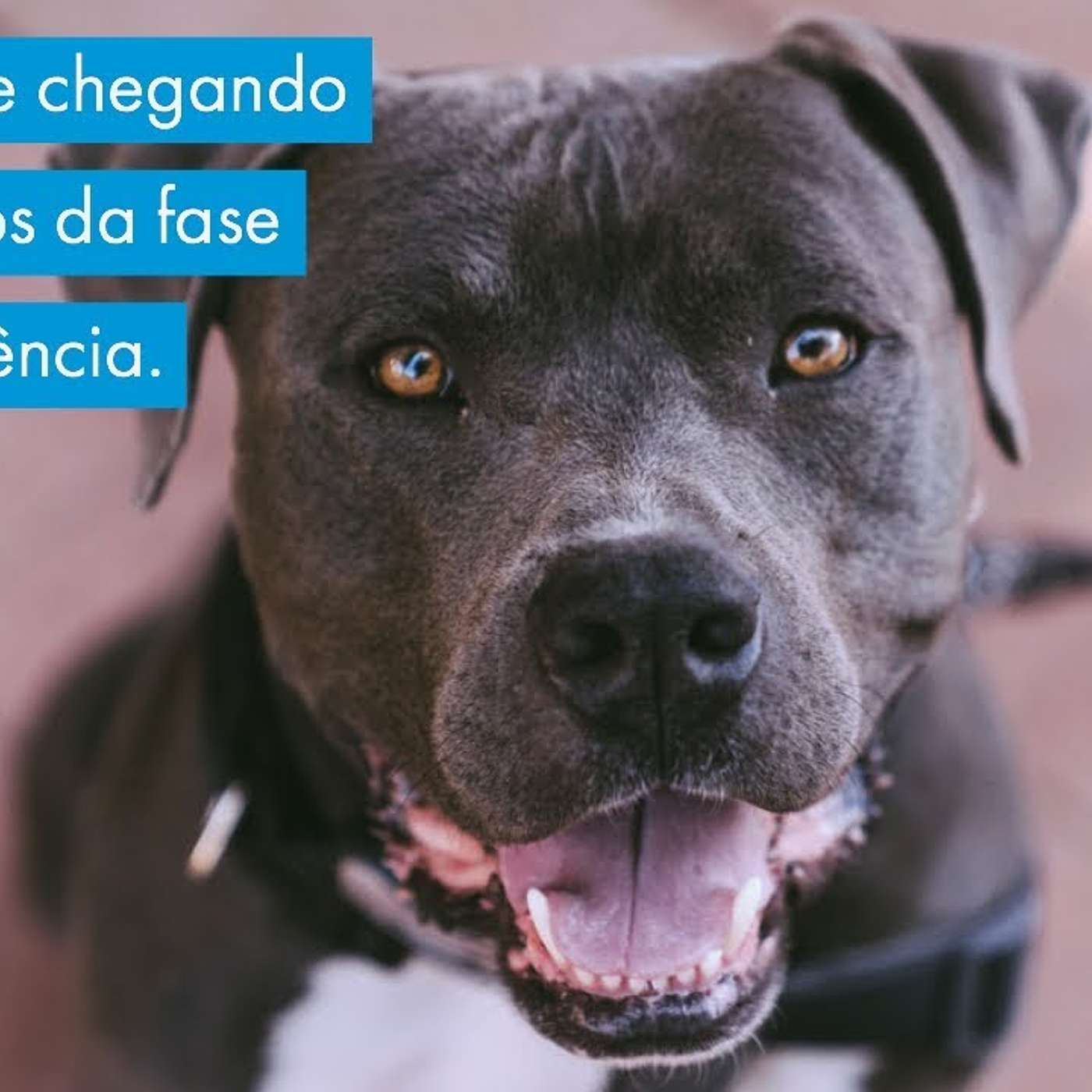 Novo filhote chegando e os desafios da fase de adolescência.