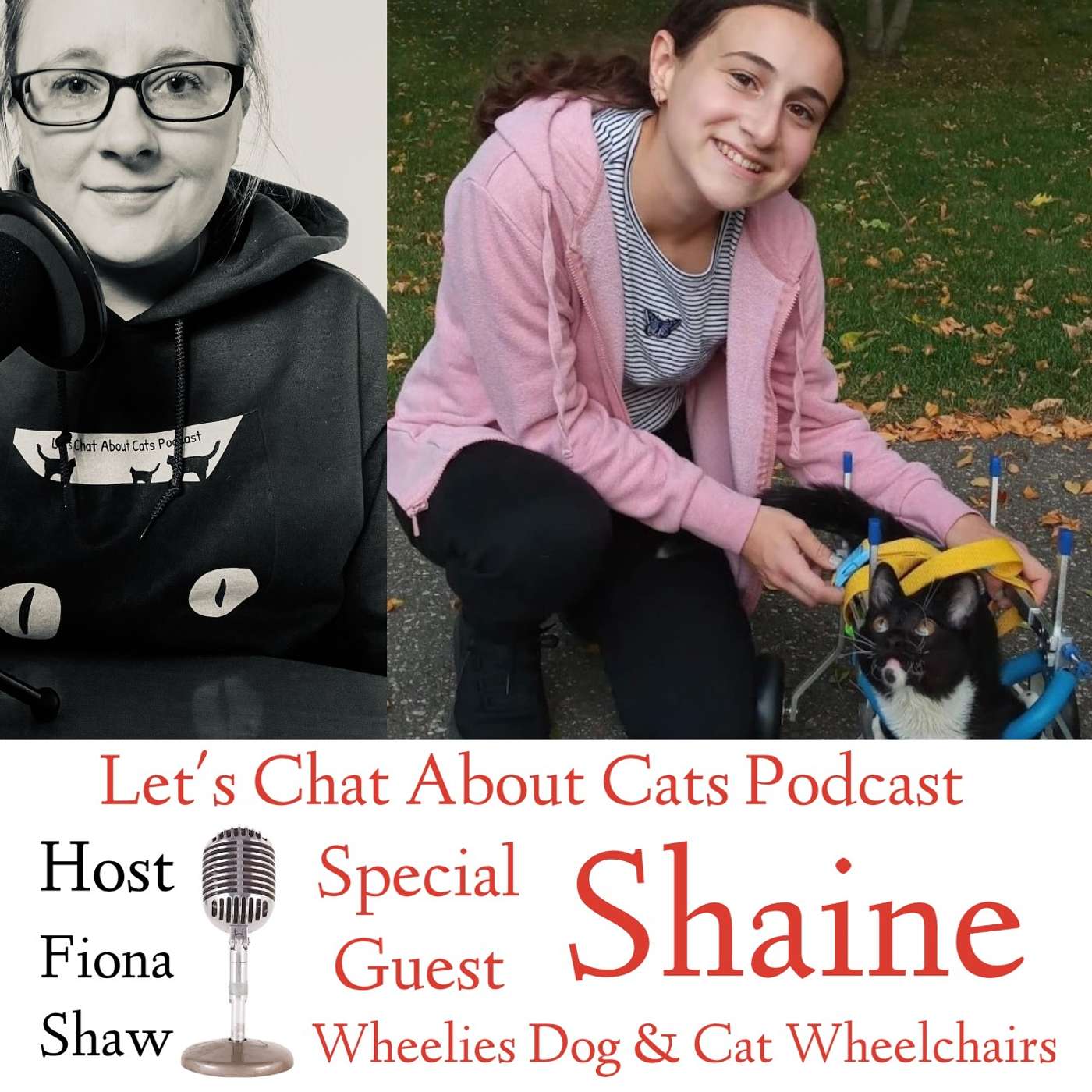 Lets Chat About Cats - Episode 40 Featuring Shaine from Wheelies Dog & Cat Wheelchairs