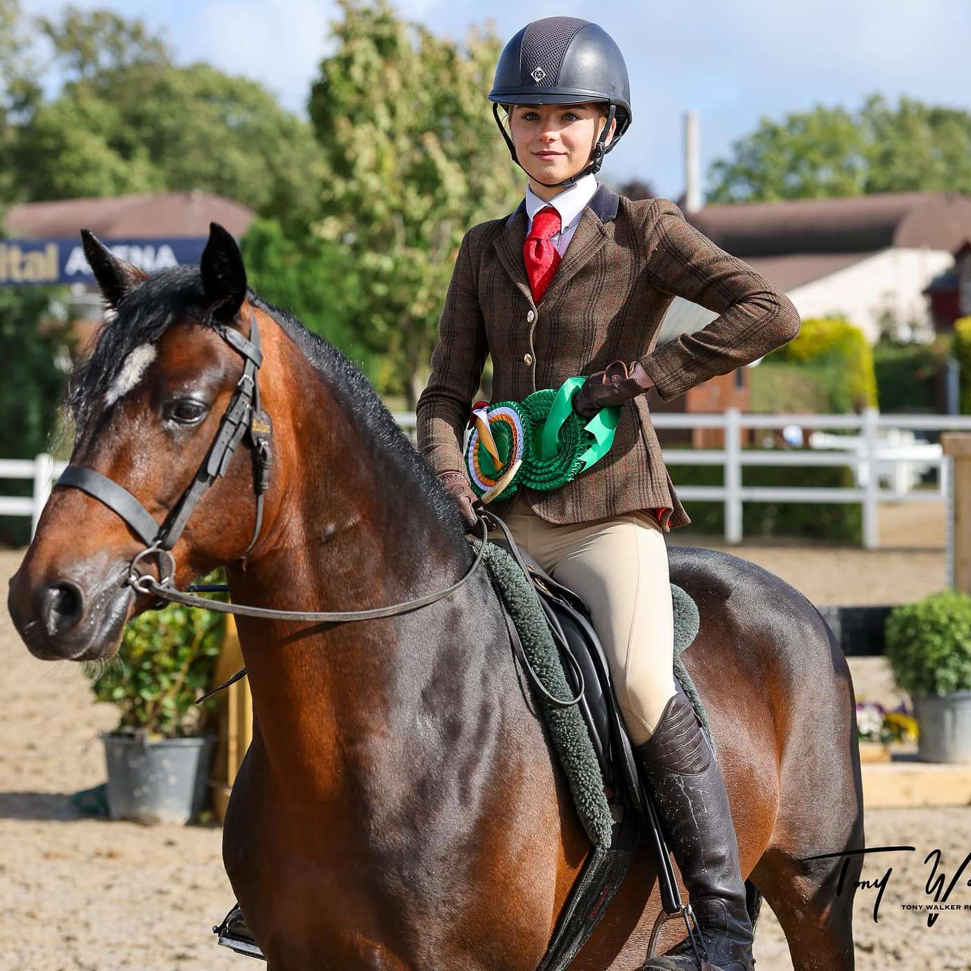 Connemara Pony Tales