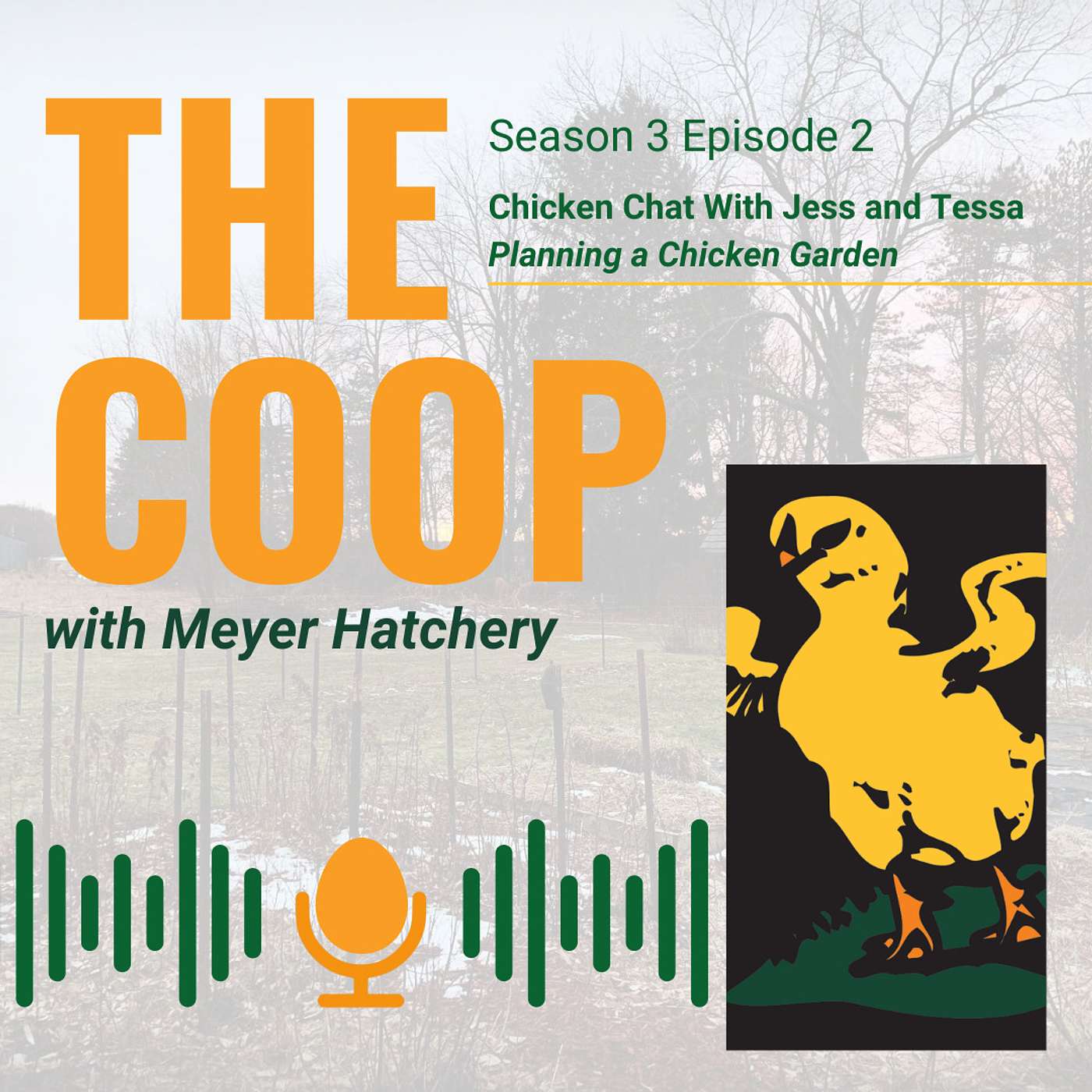 Chicken Chat: Planning a Chicken Garden