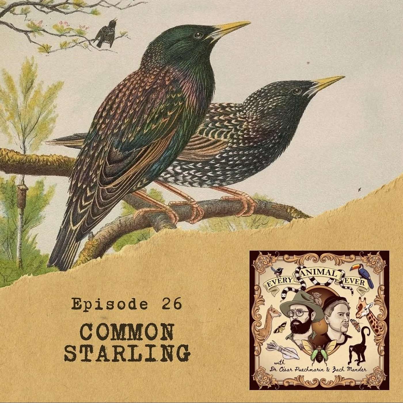 26 - Common Starling