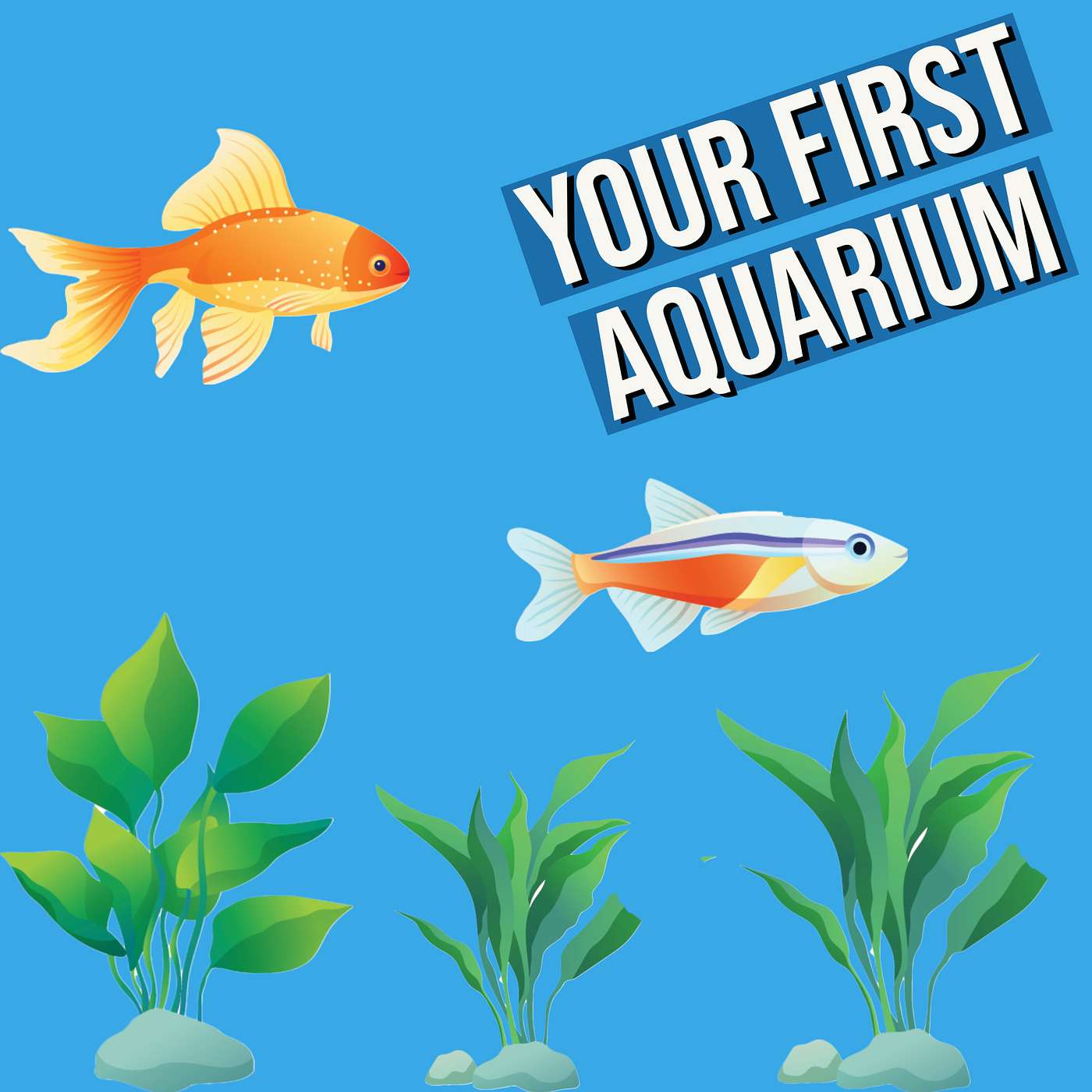 Setting up your first aquarium Some great tips from Aqua Funk Aquatics Setting up your first aquarium Some great tips from Aqua Funk Aquatics