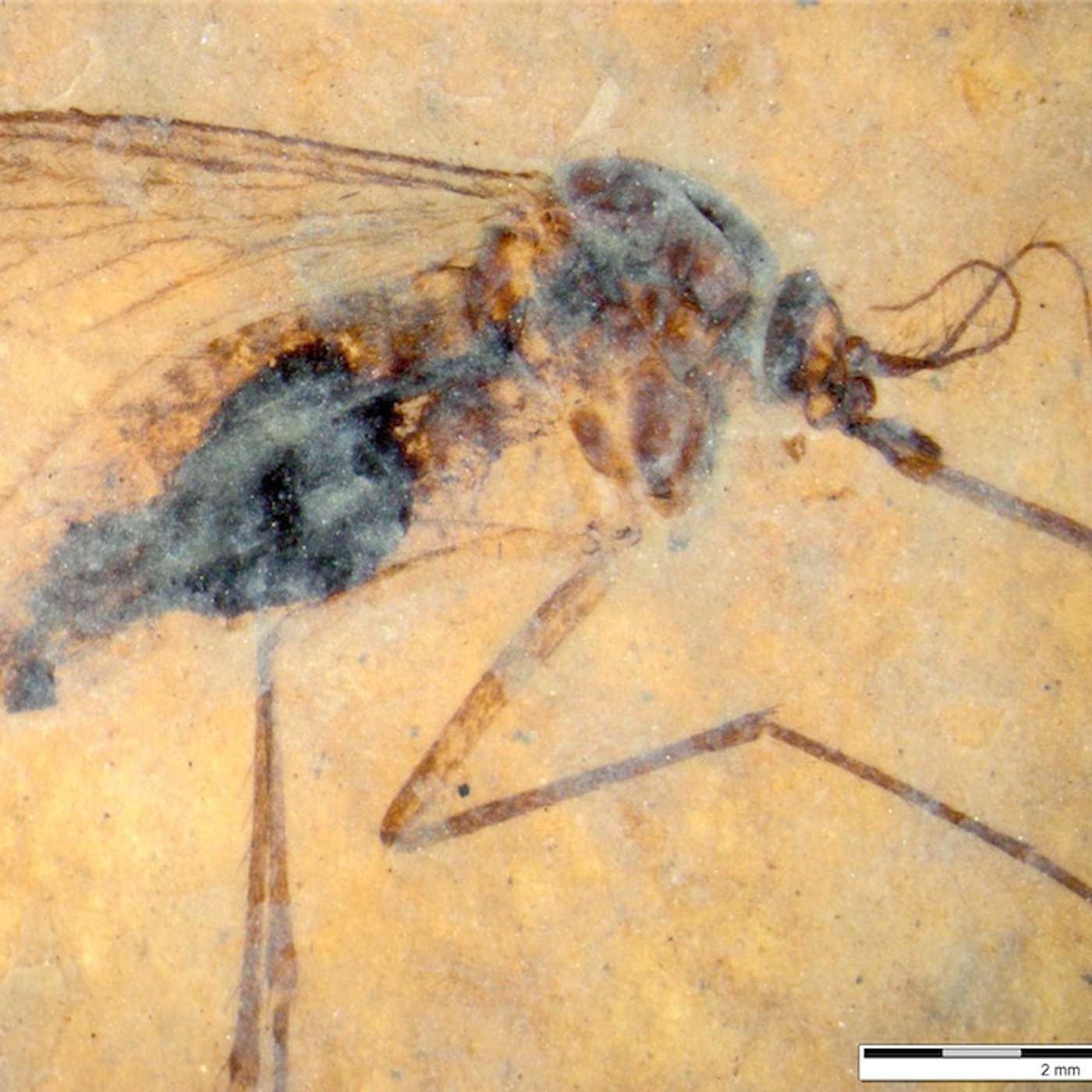 Unravelling The Secret Of Life With Ancient Biomolecules