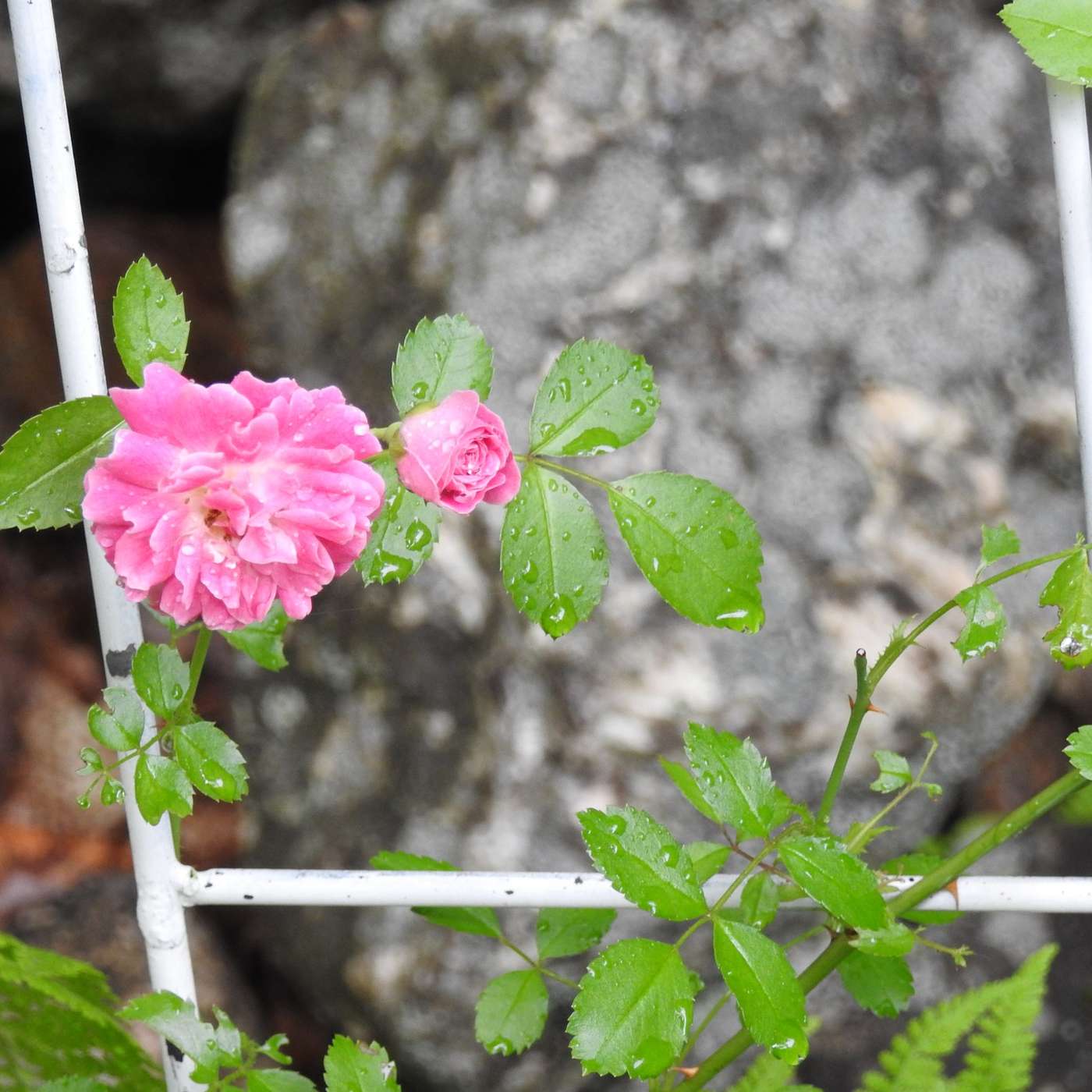 PENNY'S ROSE