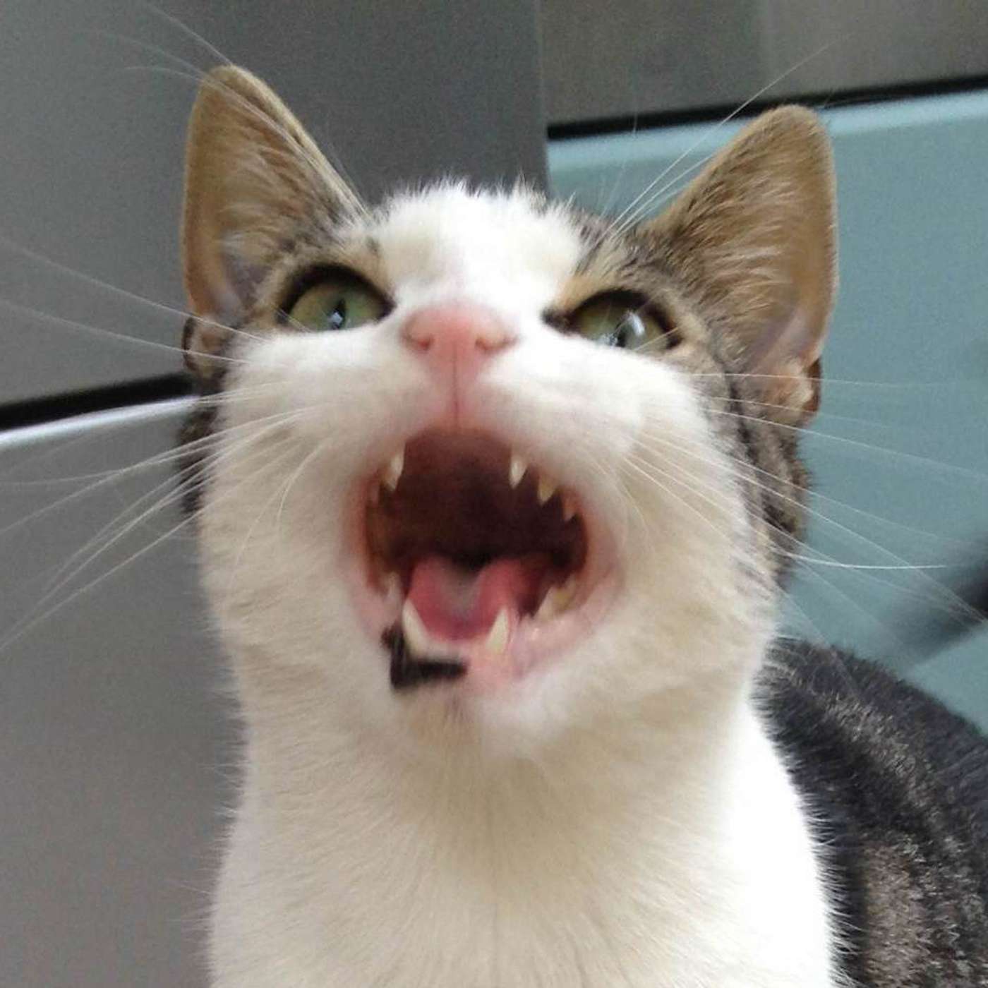 Furriends For Life