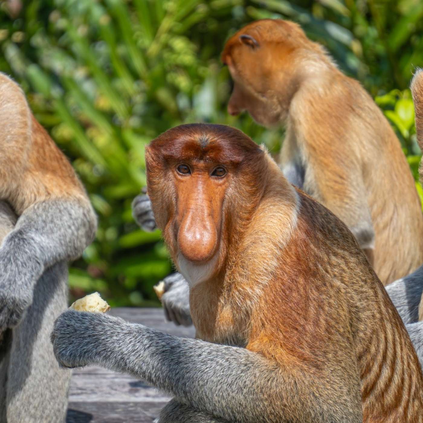 It’s 2024! Should we feed the wildlife pancakes? The GOOD & BAD of Labuk Bay, Malaysia 🇲🇾