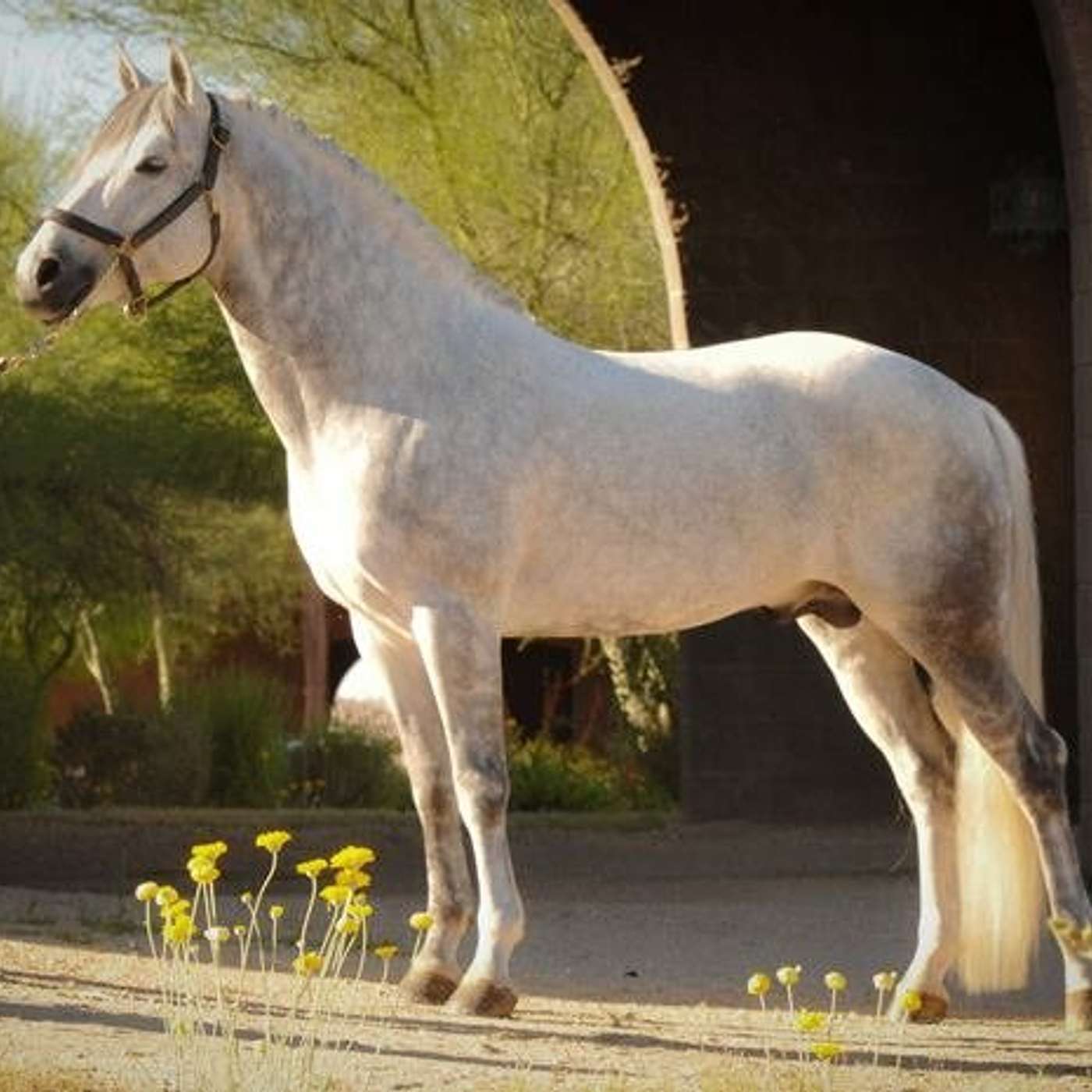 Connemara Pony Sales - An Overview of the 2021 market with Padraic Heanue and Joanne Hannigan episode artwork