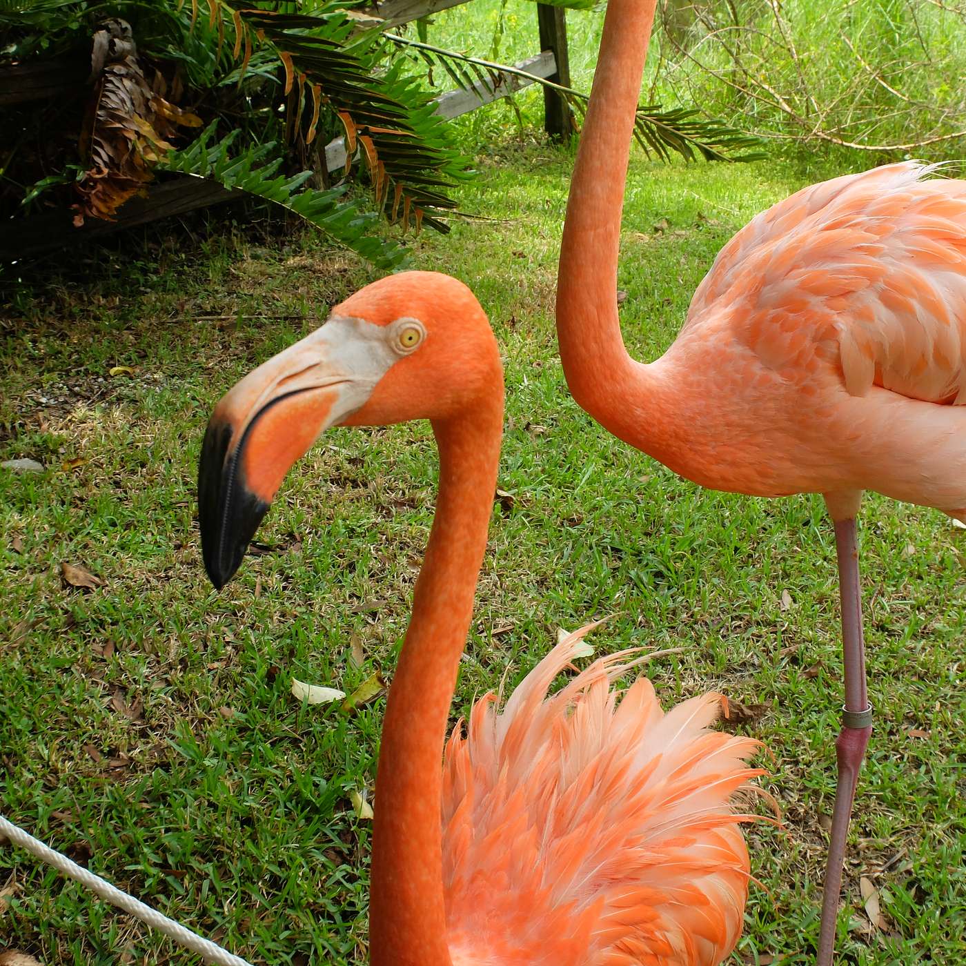 Florida Spectacular