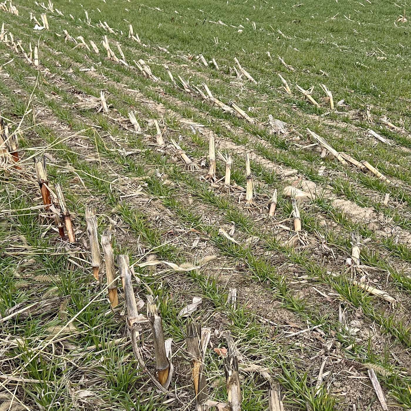 Agronomy Highlights