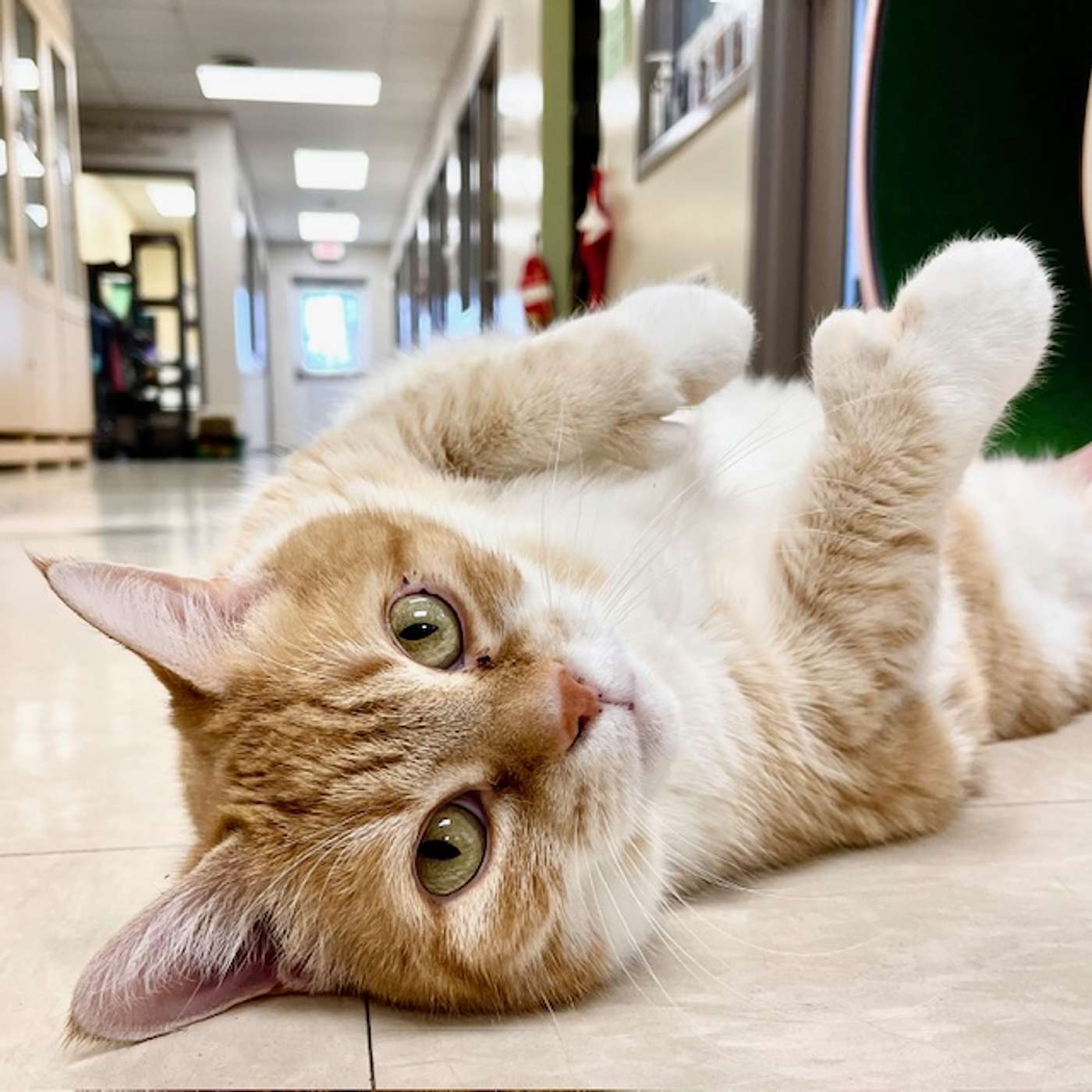 Let's meet the LUSCIOUS LADIES! The hallway cats from the SPCA Serving Allegany County!pisode
