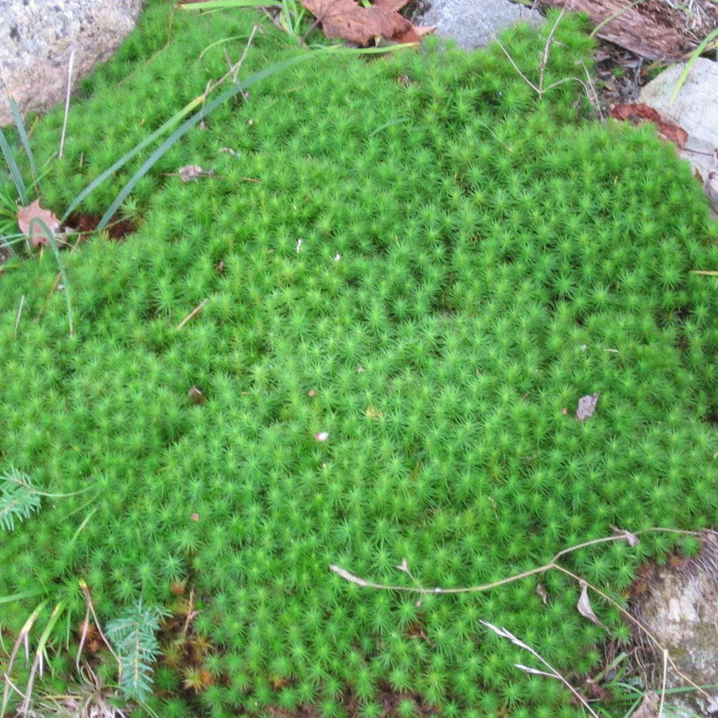 MOSSY GREEN CARPET