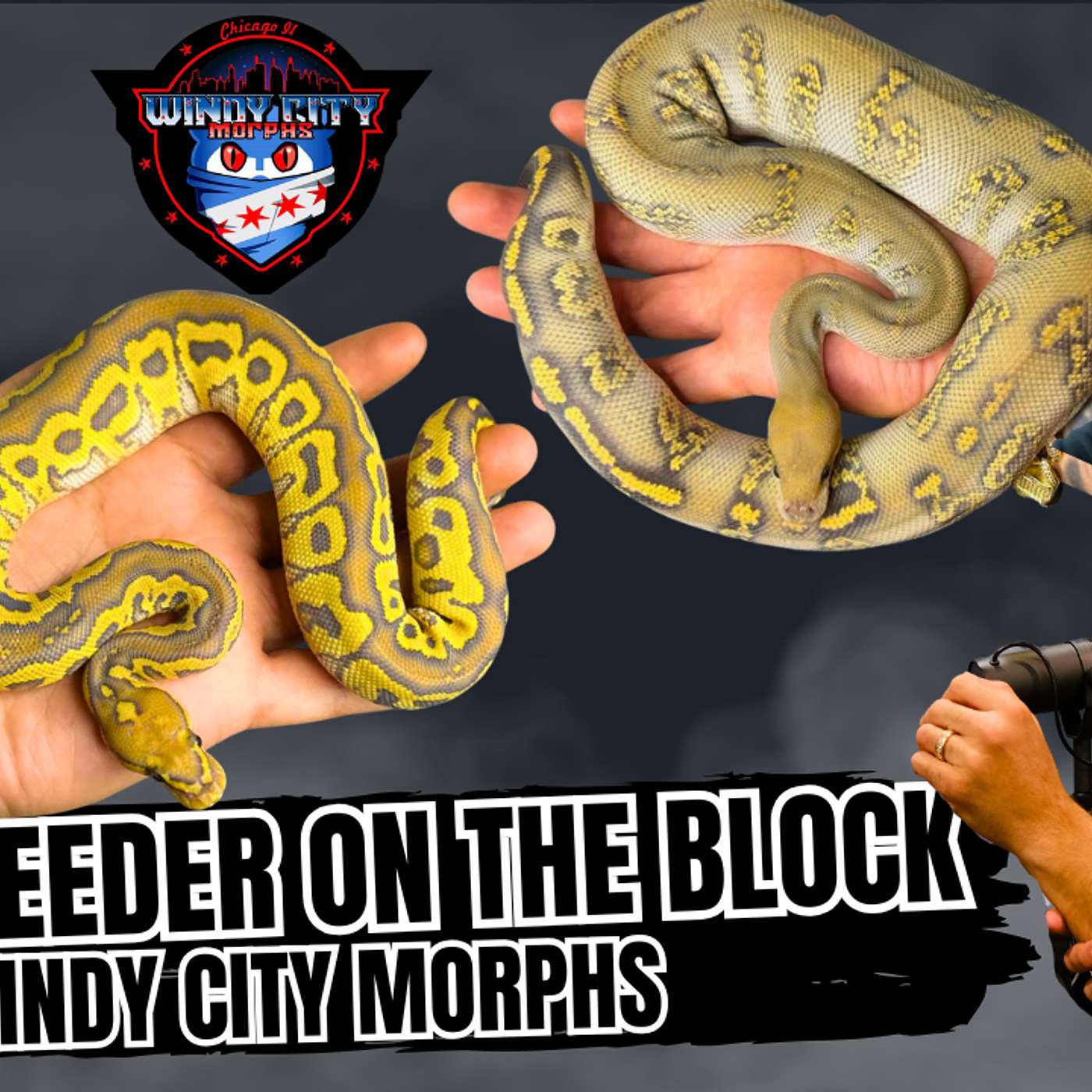 Standing On Your Ball Python Projects 10 Toes Down | The ReCap NBB Live