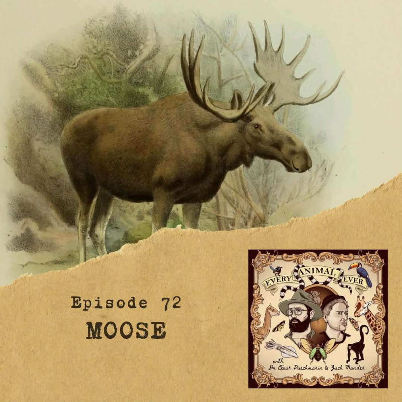 72 – Moose