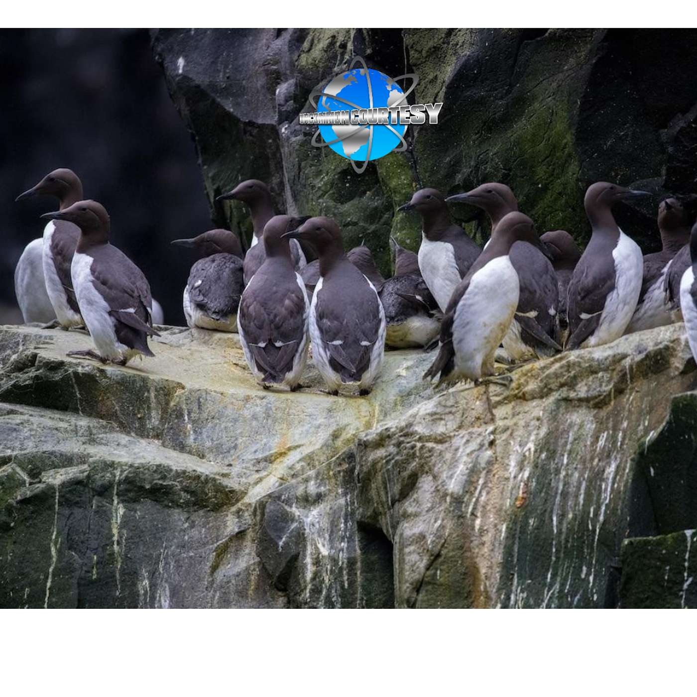 A Marine Heatwave Killed 4 Million of Alaska’s Murre Seabirds episode artwork