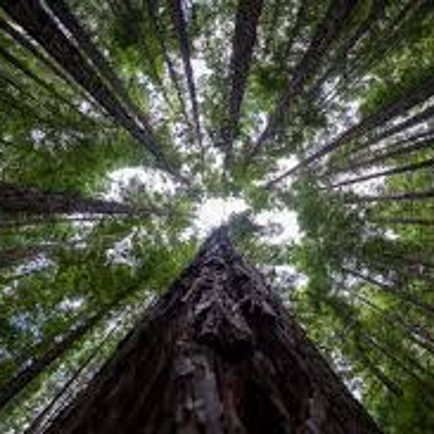 MUIR WOODS: The Cathedral. "Coolidge." Souvenirs. Redwood.