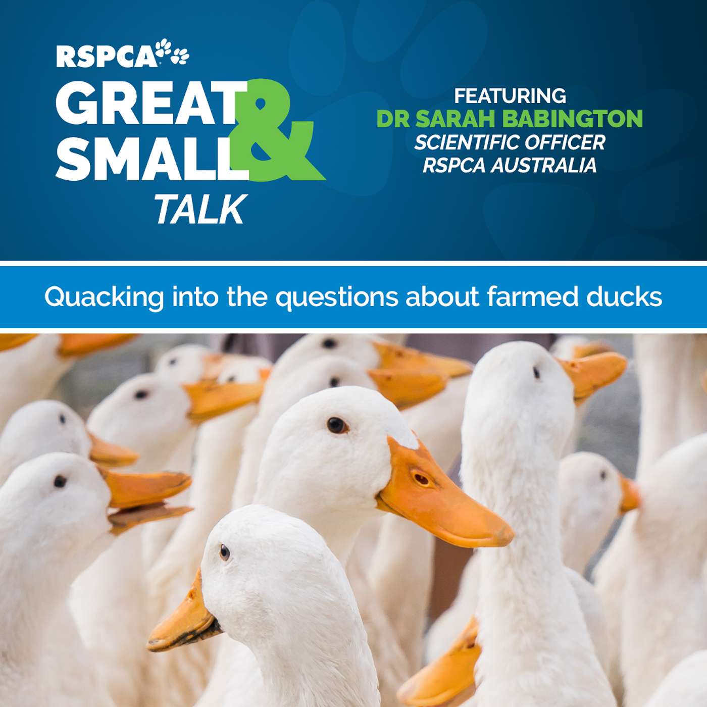 RSPCA Australia\'s Great & Small Talk