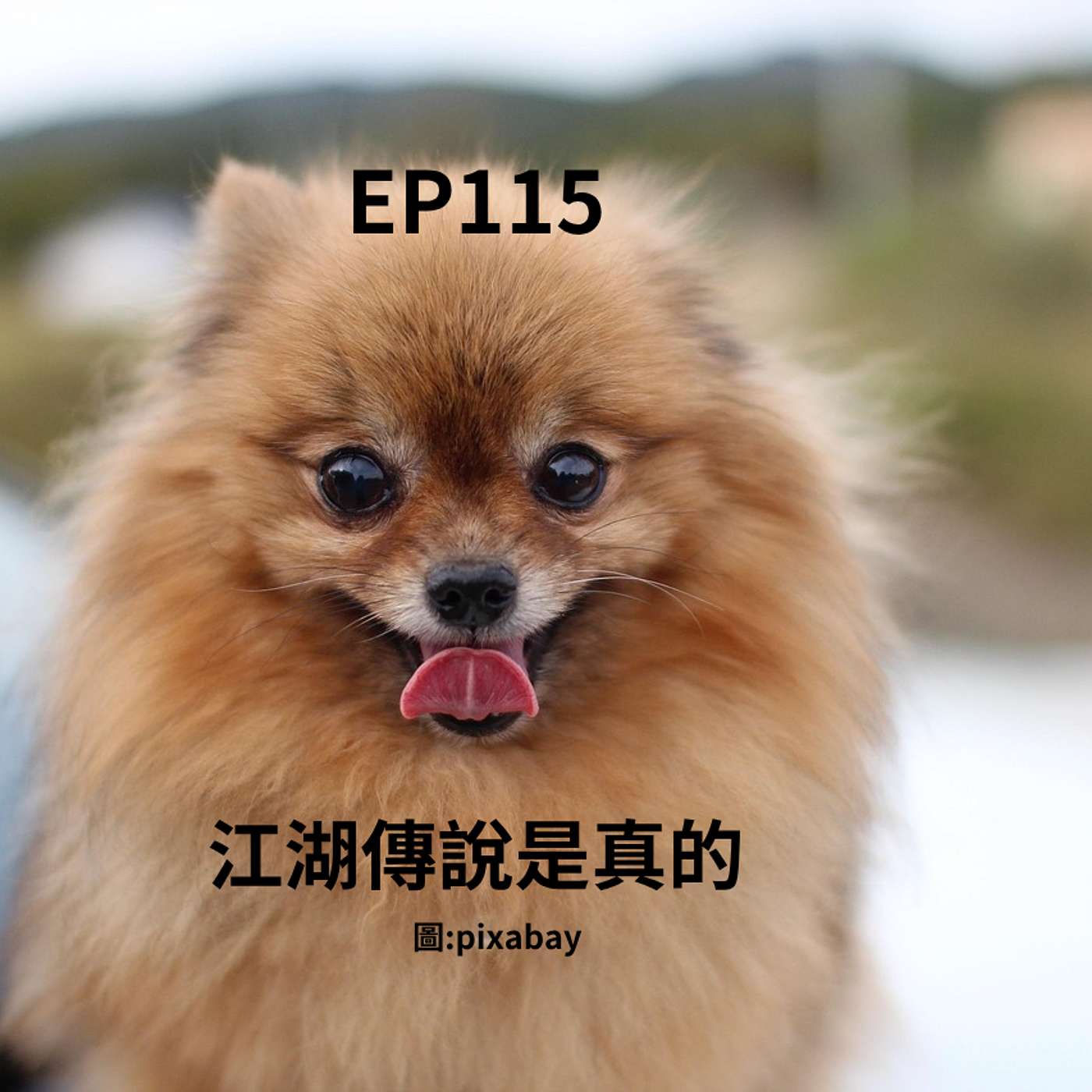 EP115江湖傳說是真的！為了被領養，毛孩也會演戲？綠茶小花溝通後『不裝了』(柚子貍寵物溝通&安妮動物園/從0到1媒體人X斜槓) . episode artwork