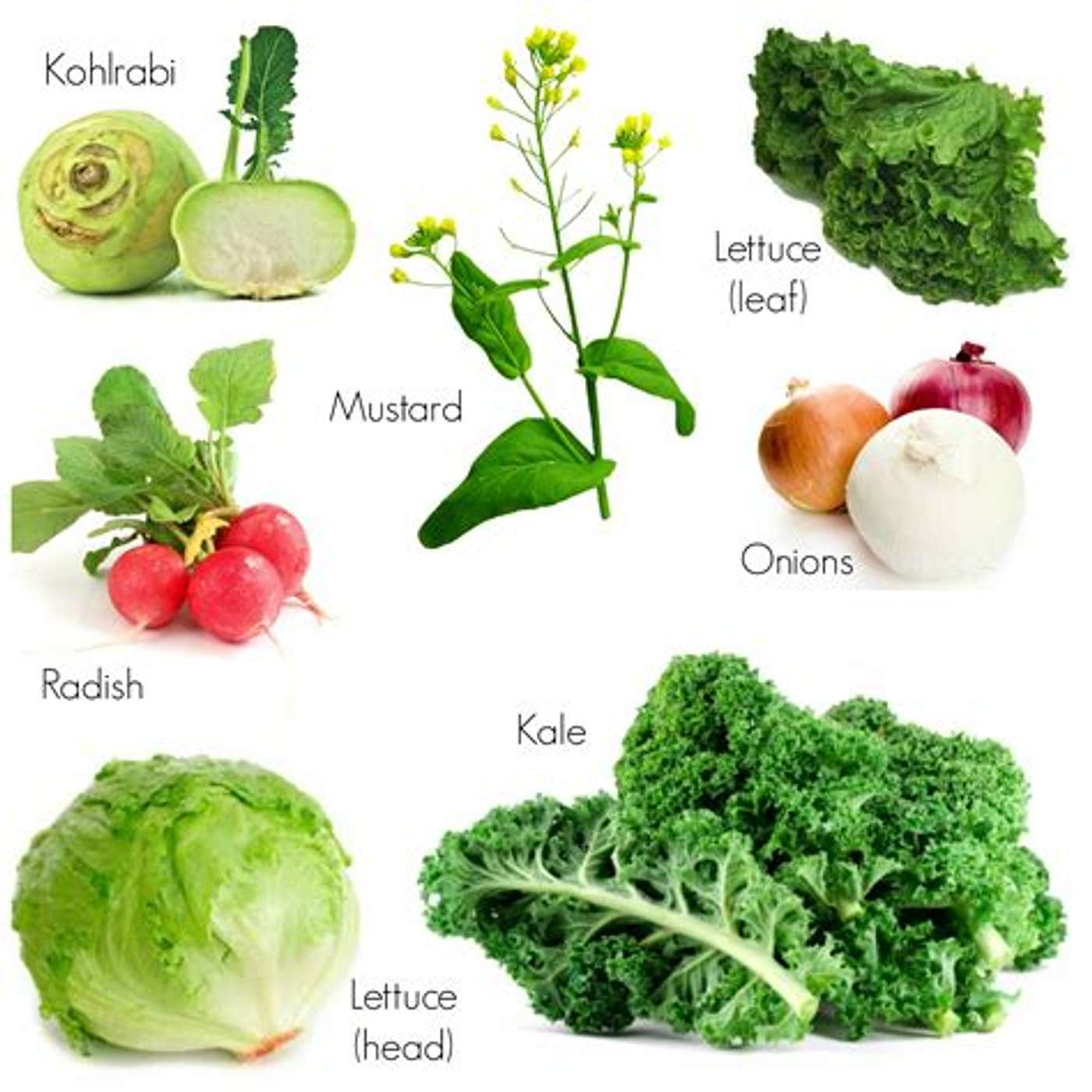 Fall Veggies episode artwork