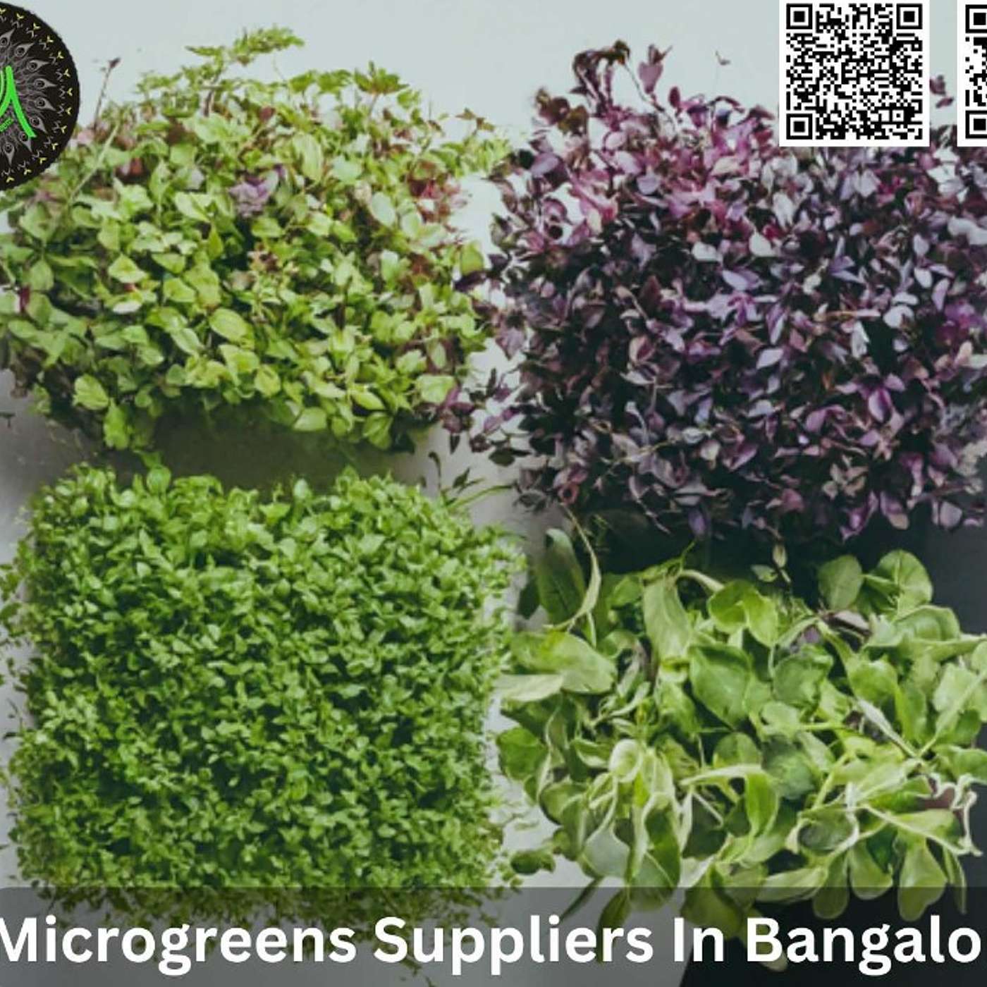 Microgreens Suppliers in Bangalore: Finding the Best Greens for Your Kitchen!