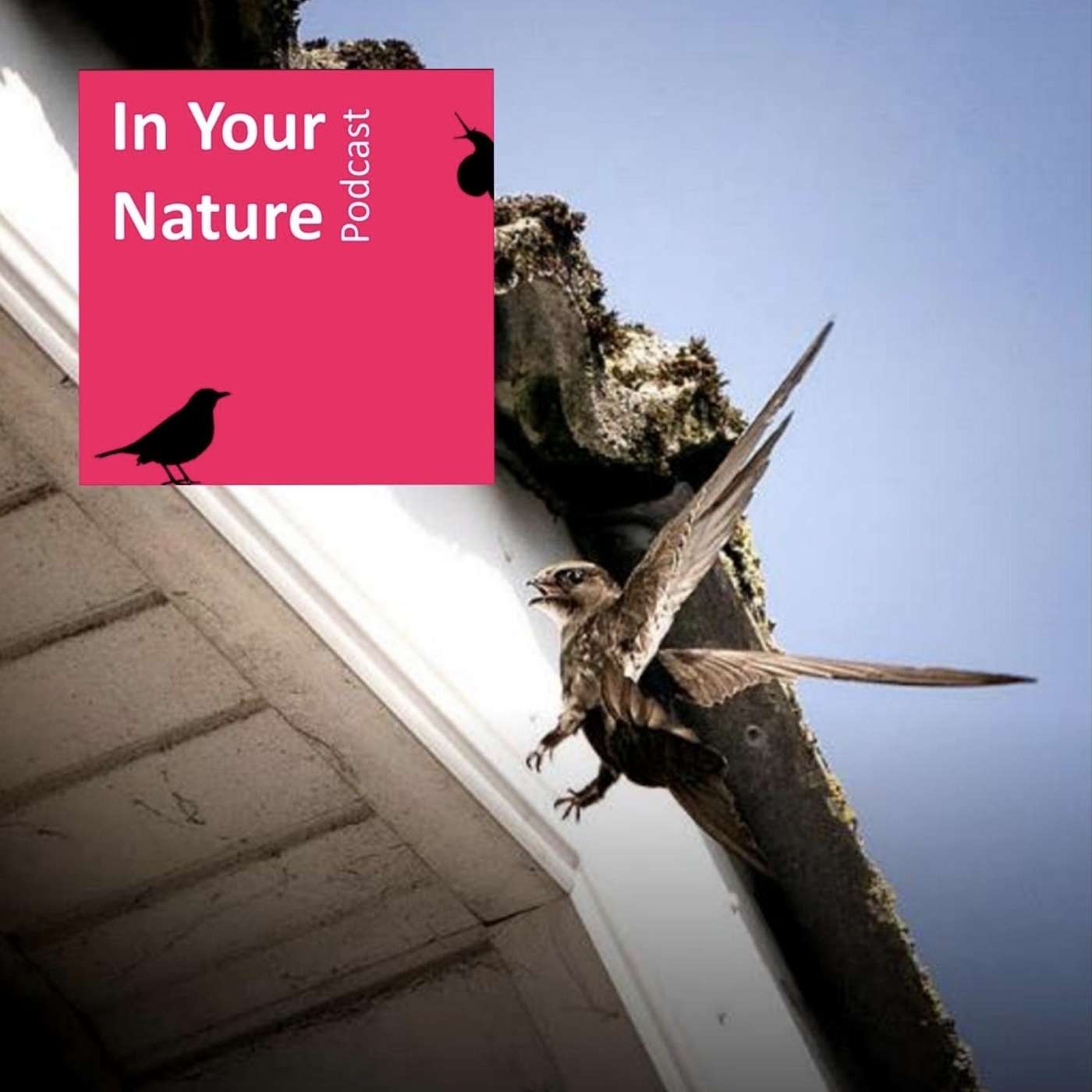 In Your Nature Ep 07 - Swifts