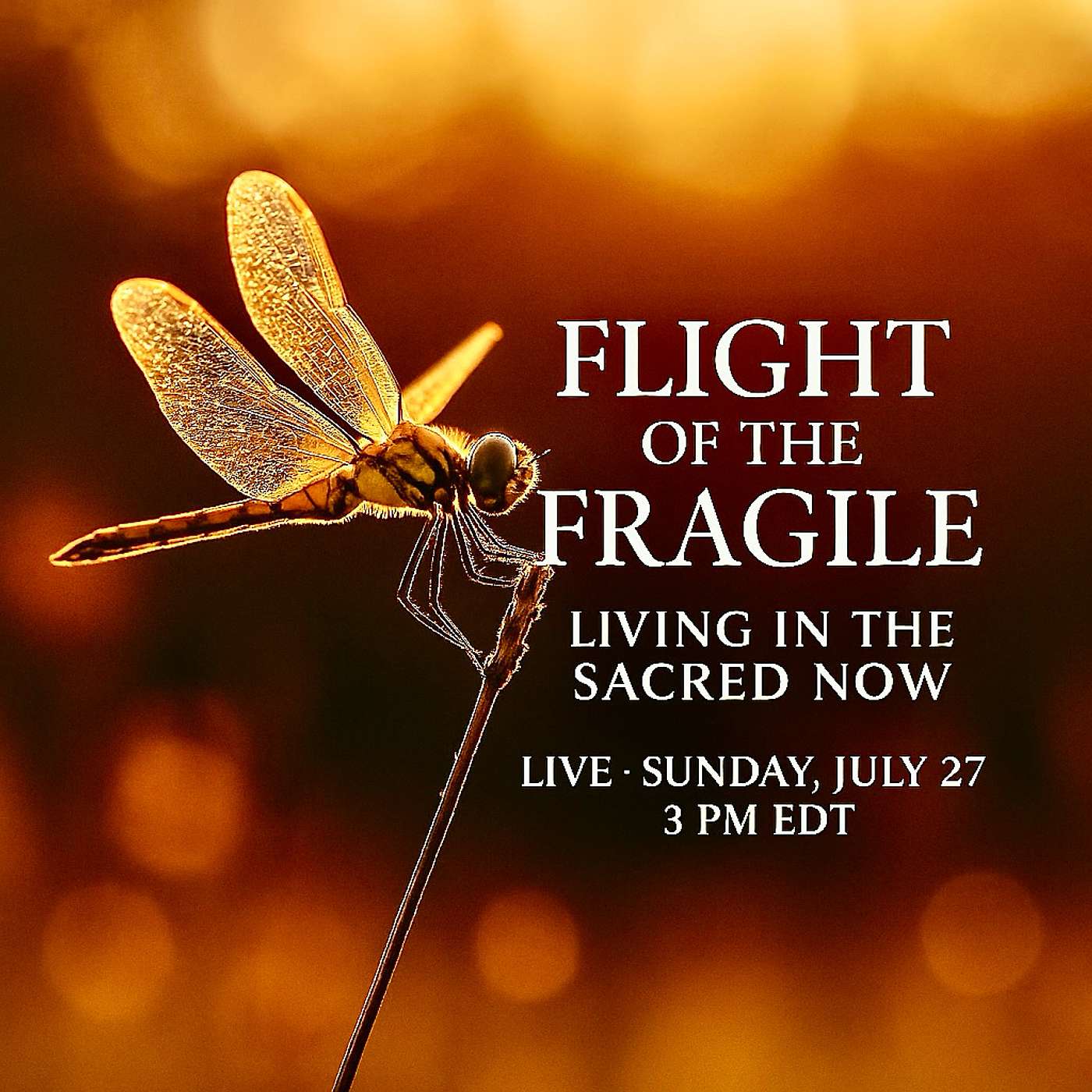 Flight of the Fragile:  Living in the Sacred NOW!