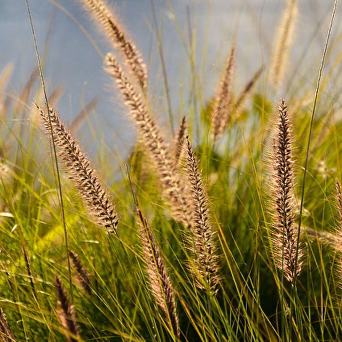 Healing Money Karma and beliefs: Susan's Age Regression