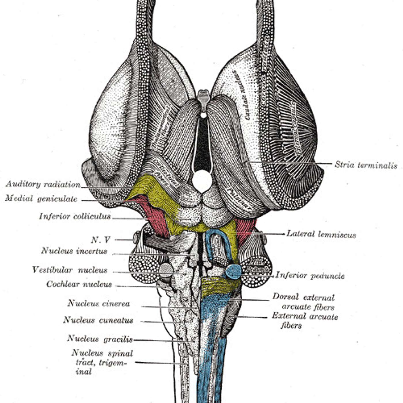 Lifeline to Vitality