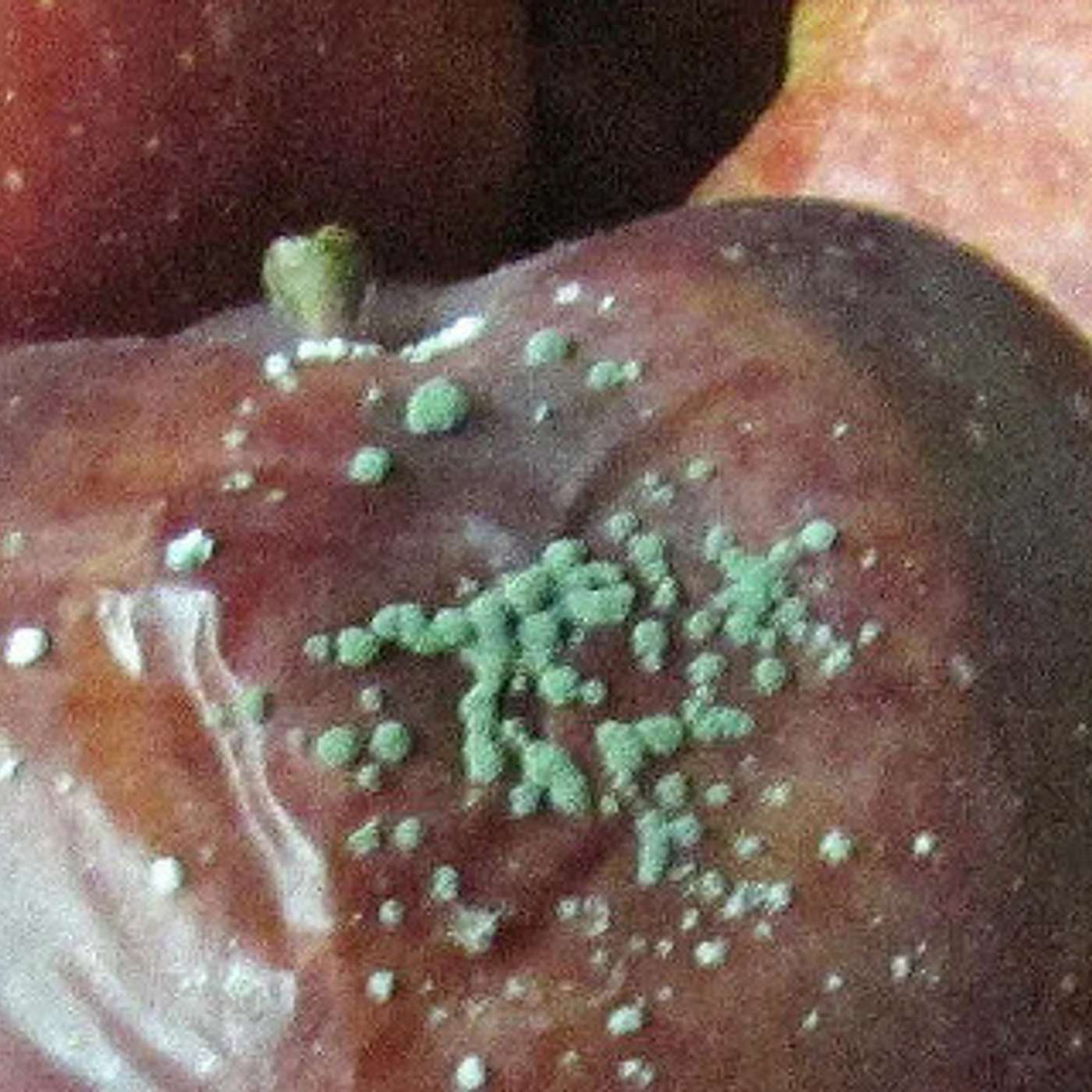 Dr. Tree Fruit and Don