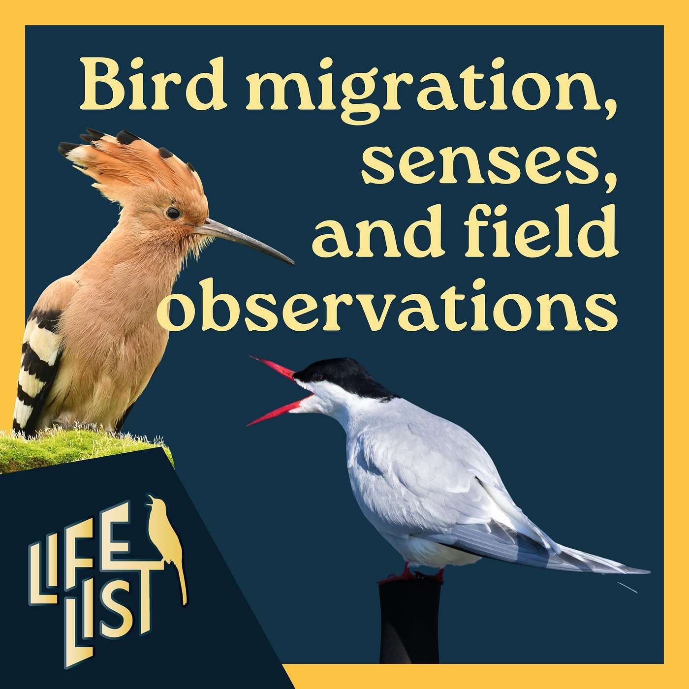 The expanding science of avian perception with Ed Yong