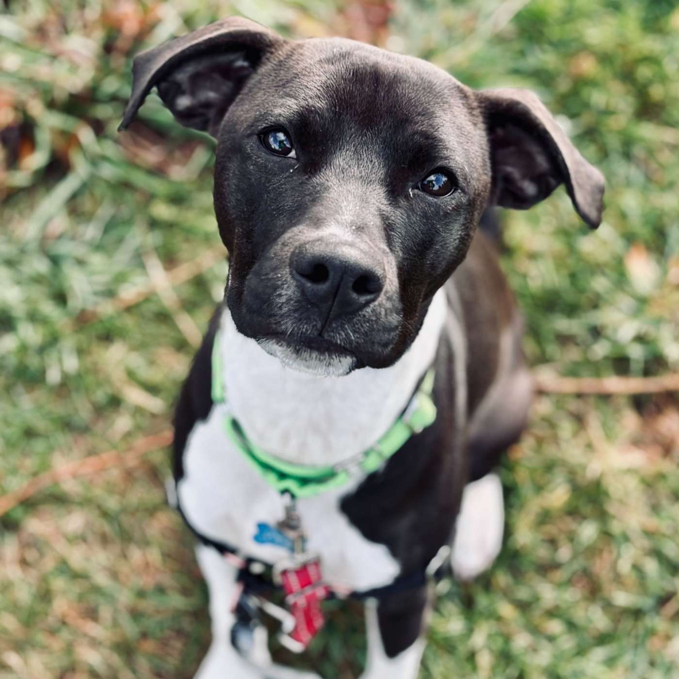 Meet Twiggy, the Sweetest 1-Year-Old Goofball! episode artwork