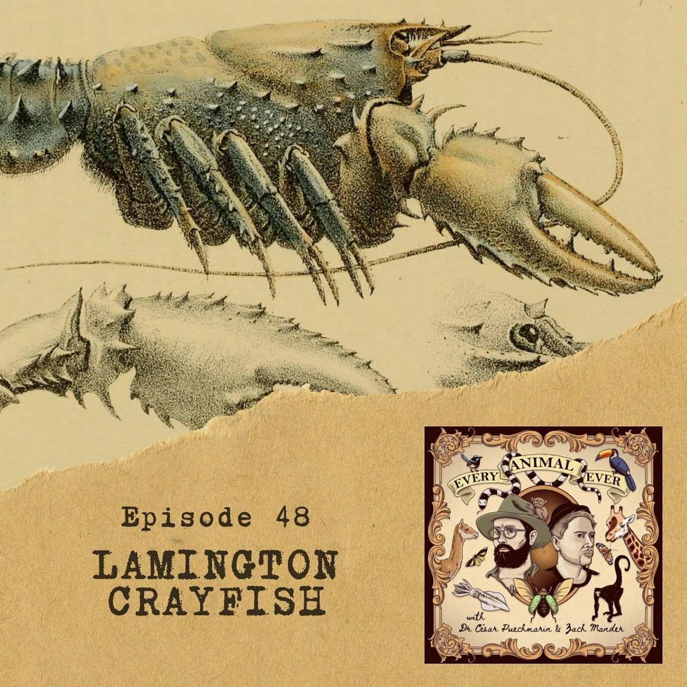48 - Lamington Spiny Crayfish 48 - Lamington Spiny Crayfish