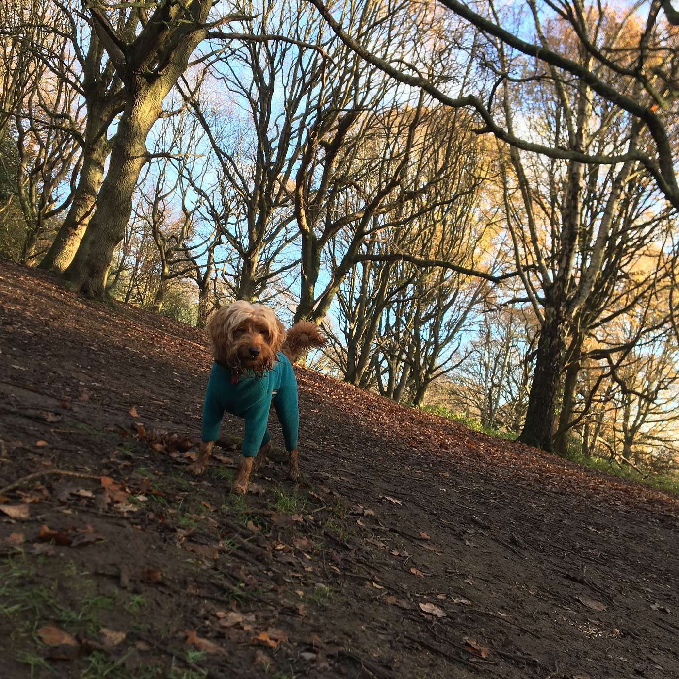 Park Creatures
