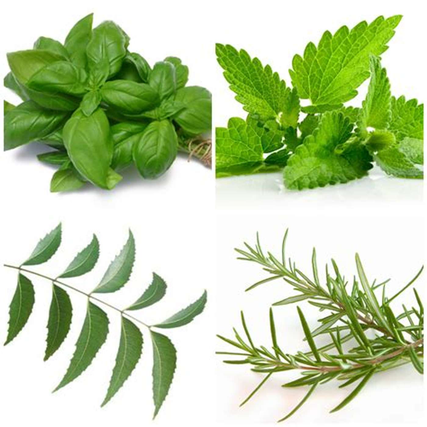 insects & herbs episode artwork