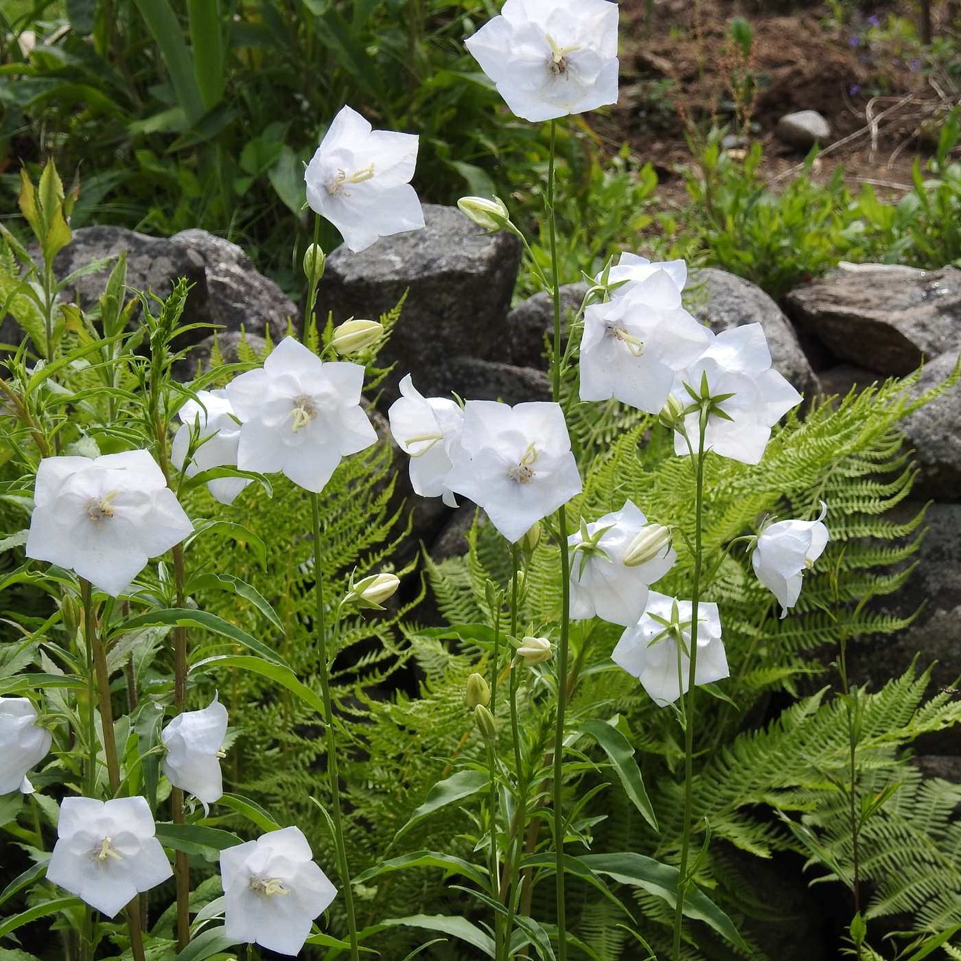 THE WHITE BELLS ARE RINGING SILENTLY