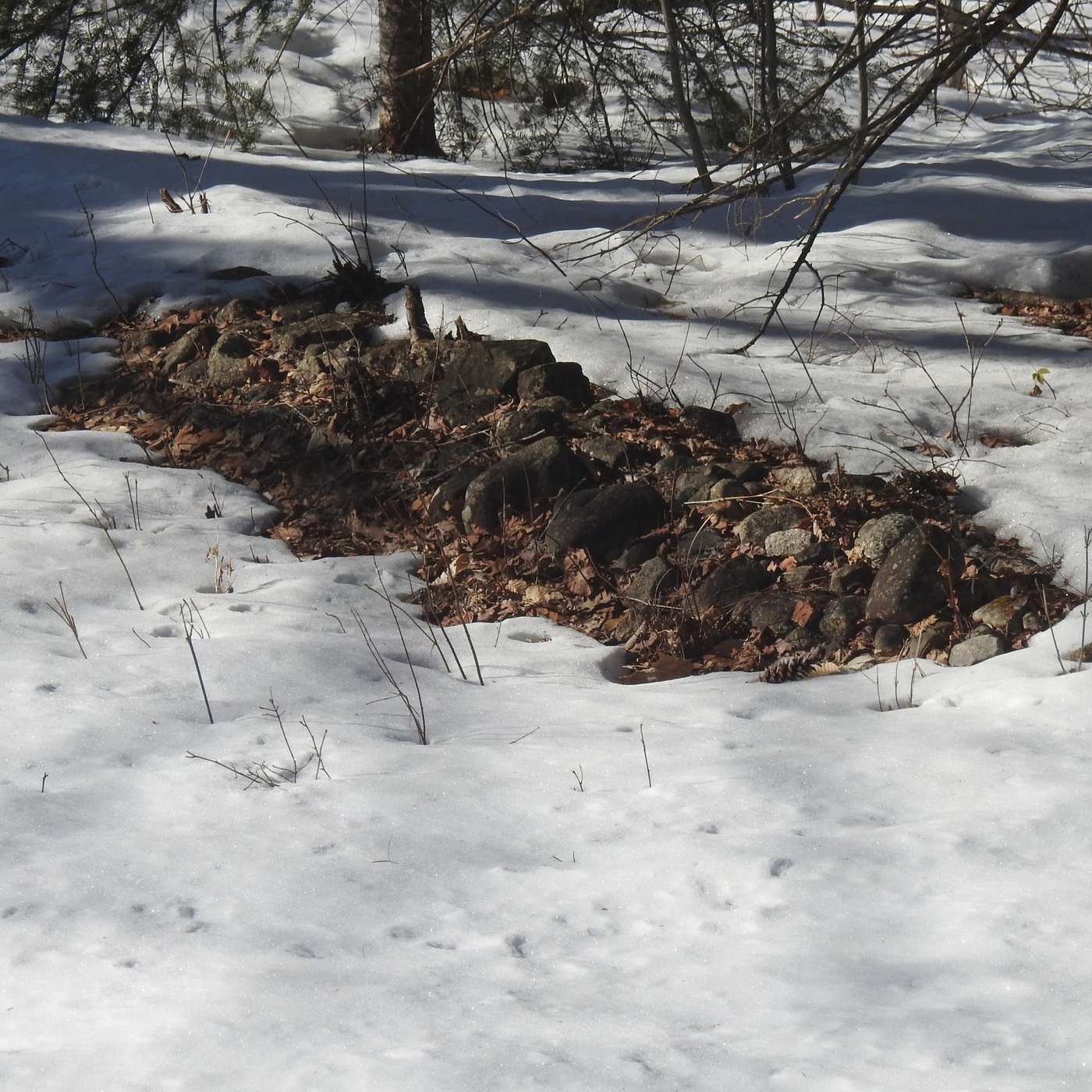 BARE GROUND