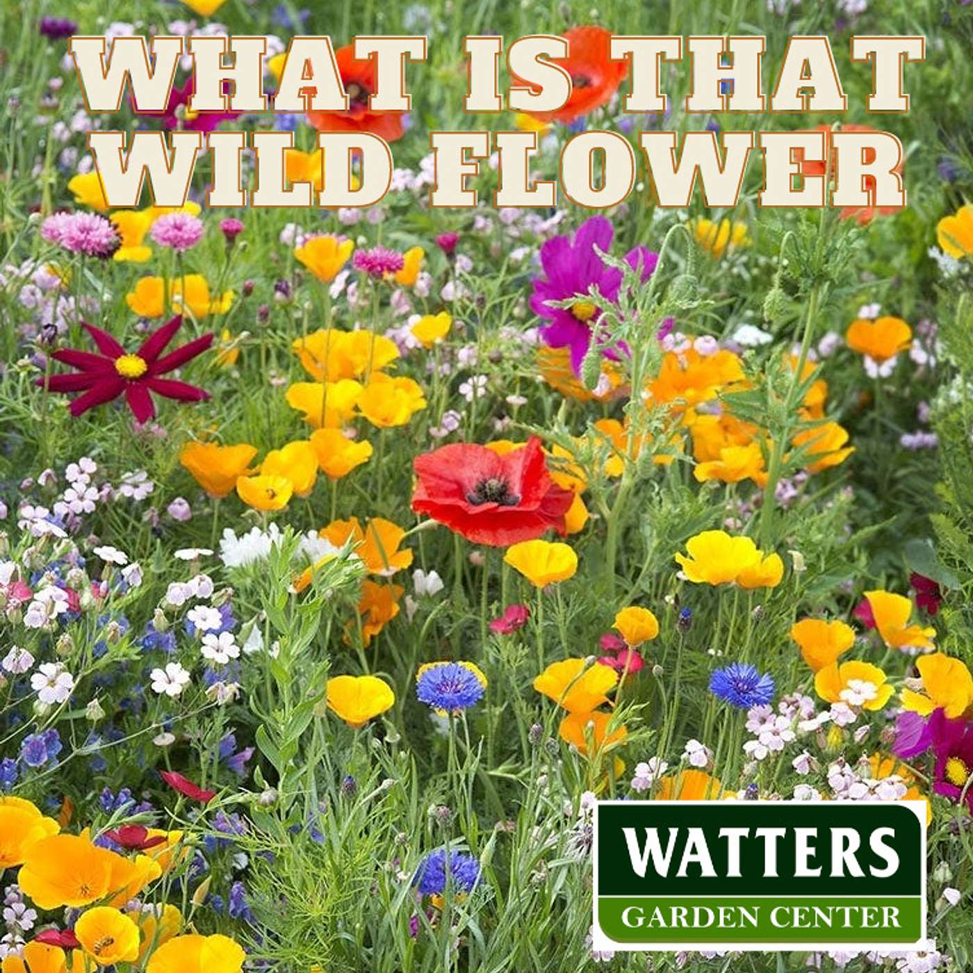 Identify Wildflowers Growing in Your Backyard