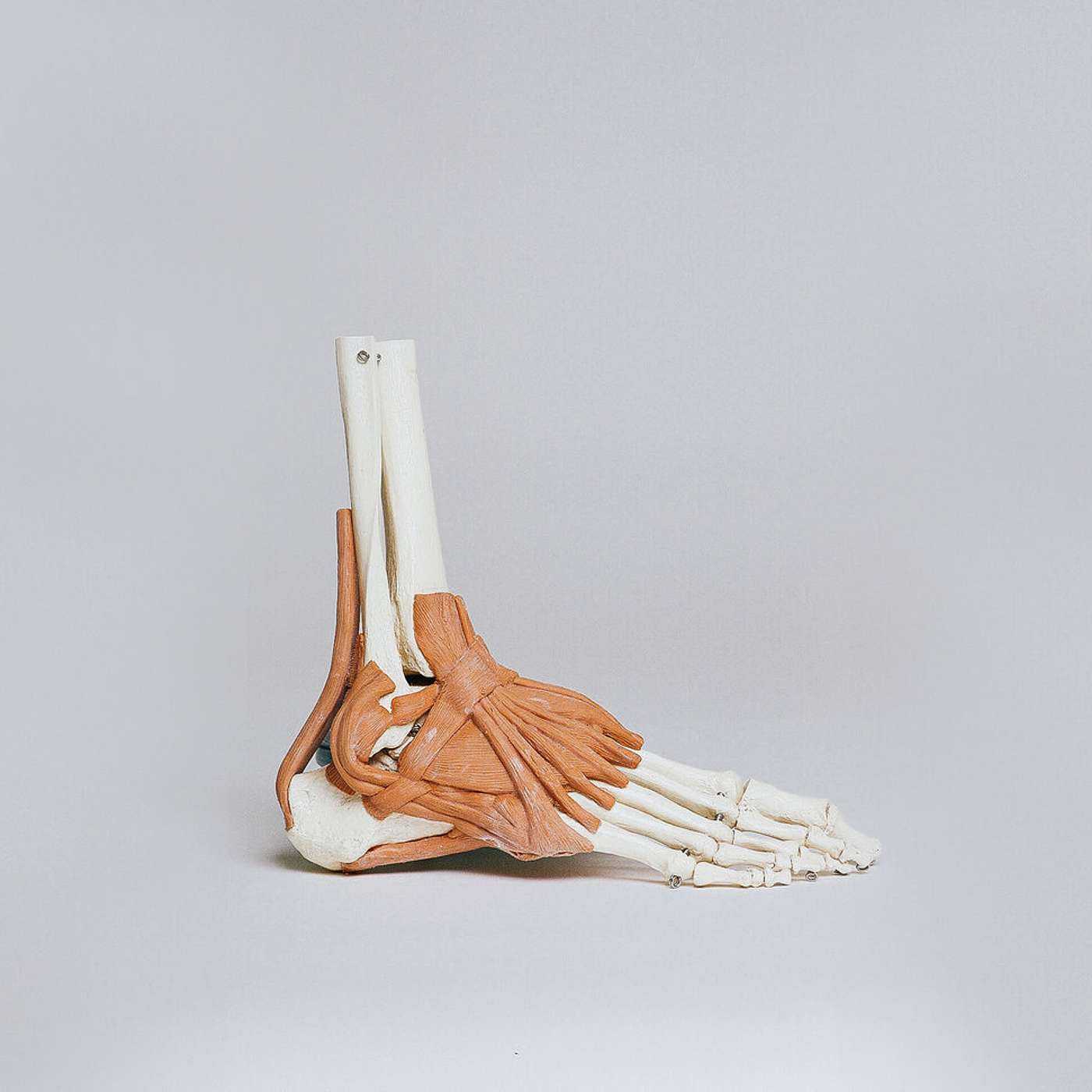 M1 | Musculoskeletal-Integumentary episode artwork