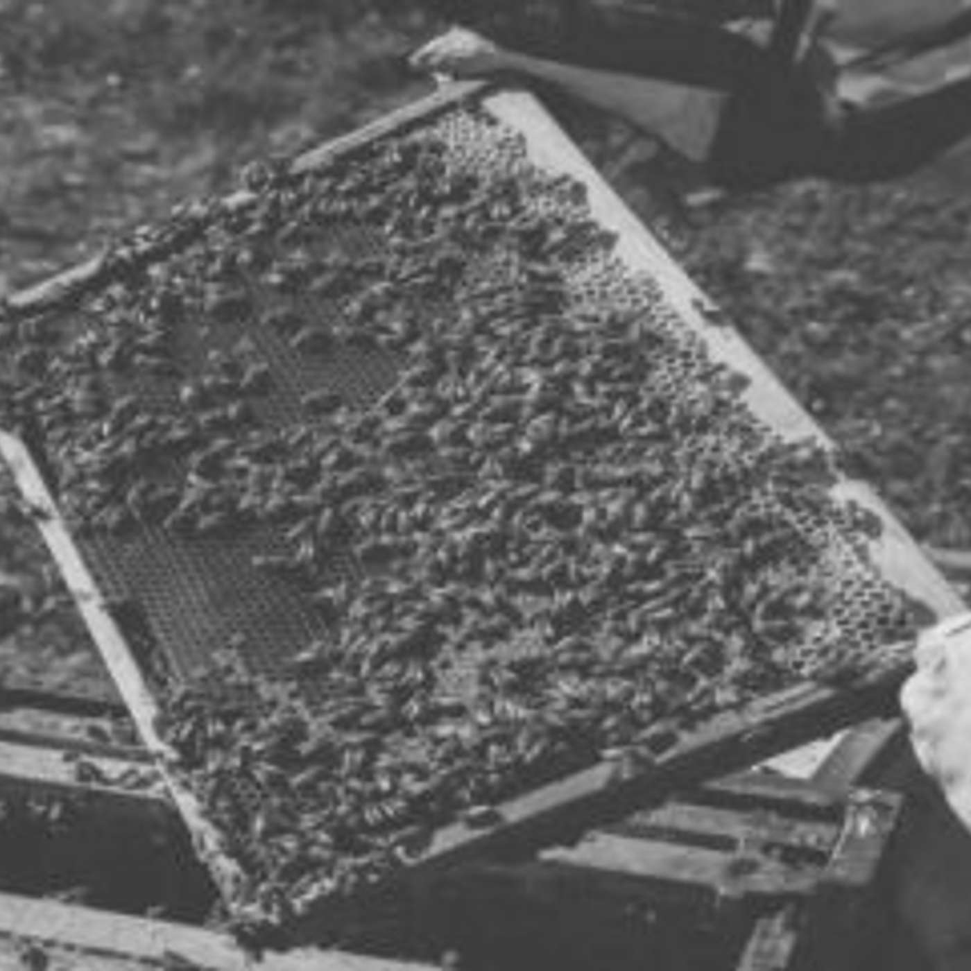CACC Beekeeping Academy unveiled episode artwork