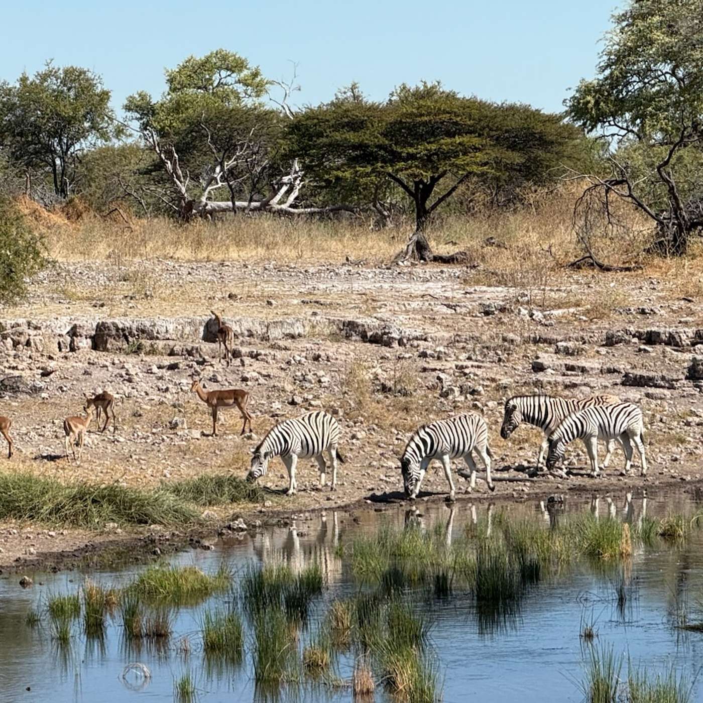 Waterholes in Namibia ©2025
