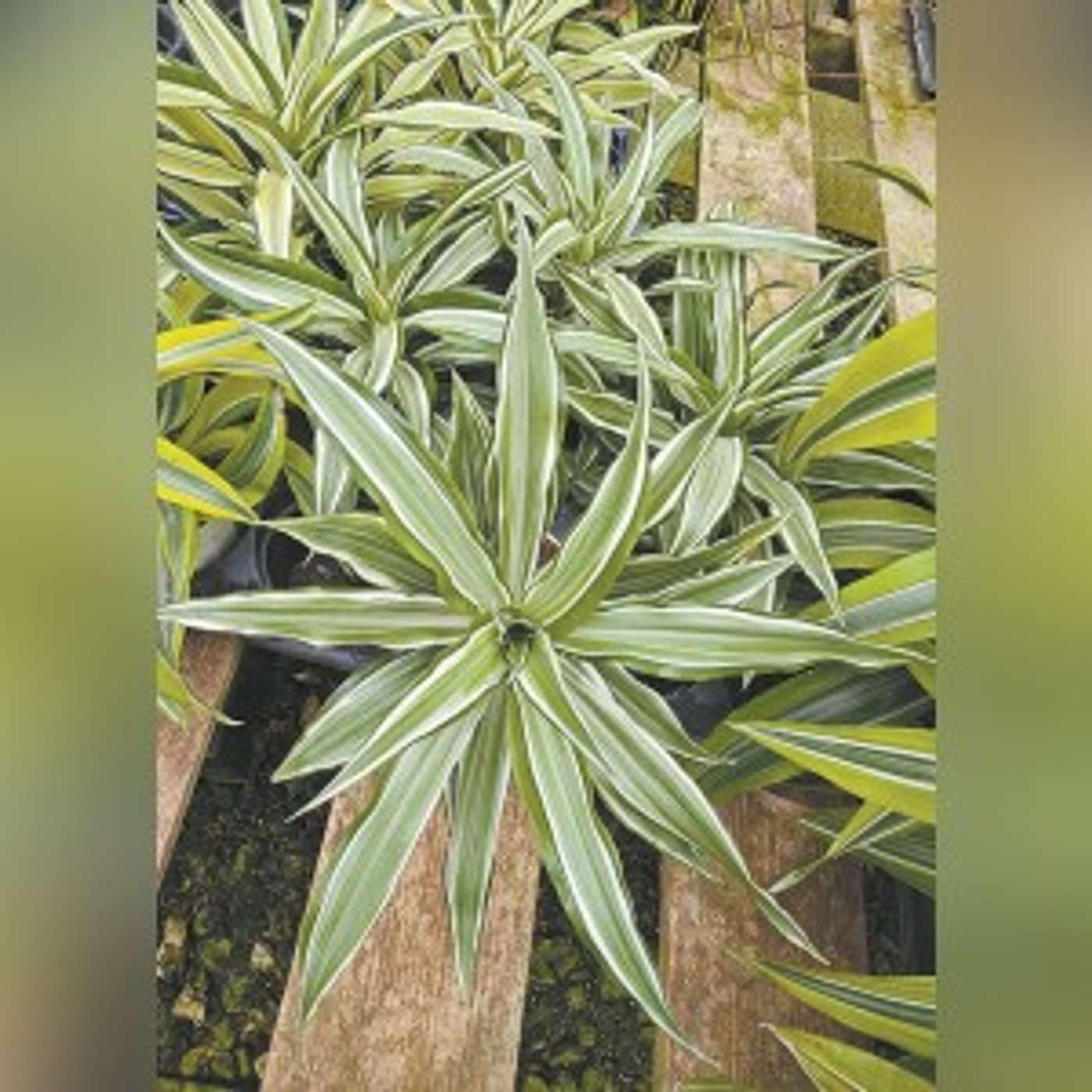 Guess this plant for a chance to win! Guess this plant for a chance to win!