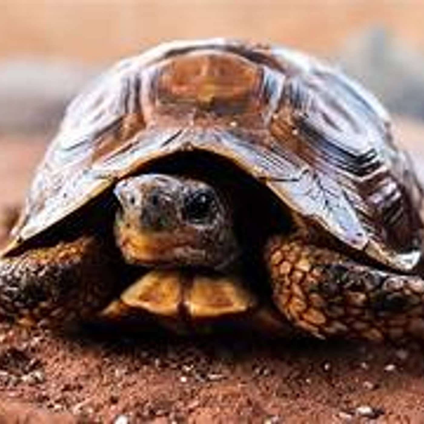 Animali che crescono... molto! Consigli per gli acquisti di Lucia Orlandi Animali che crescono... molto! Consigli per gli acquisti di Lucia Orlandi