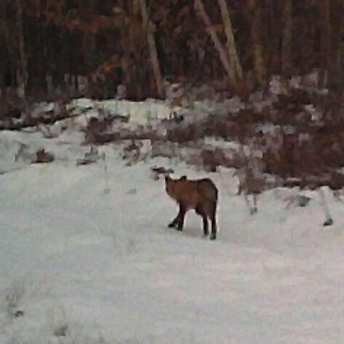 ON THE HUNT