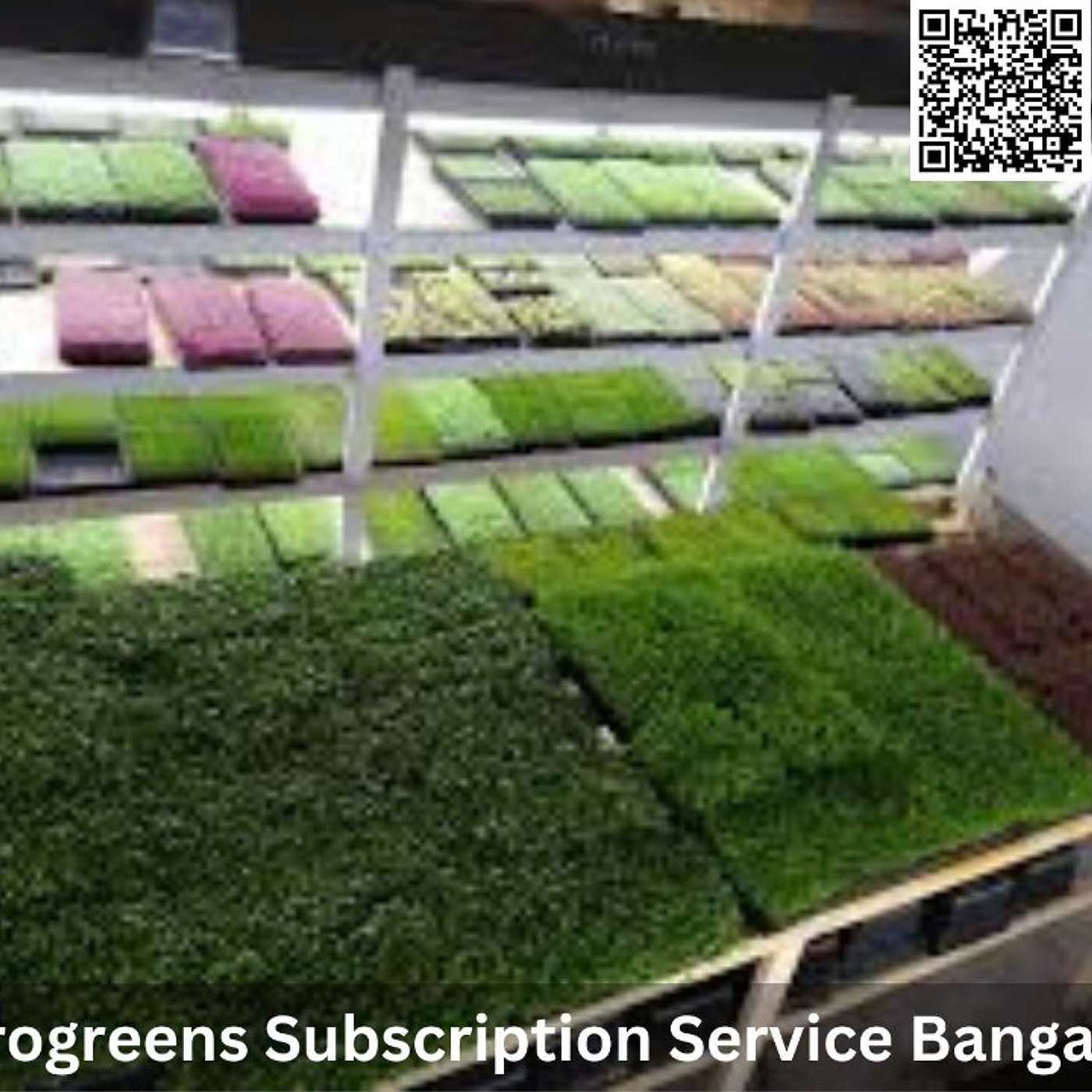 Microgreens Subscription Service Bangalore: Fresh Greens Delivered to Your Doorstep!