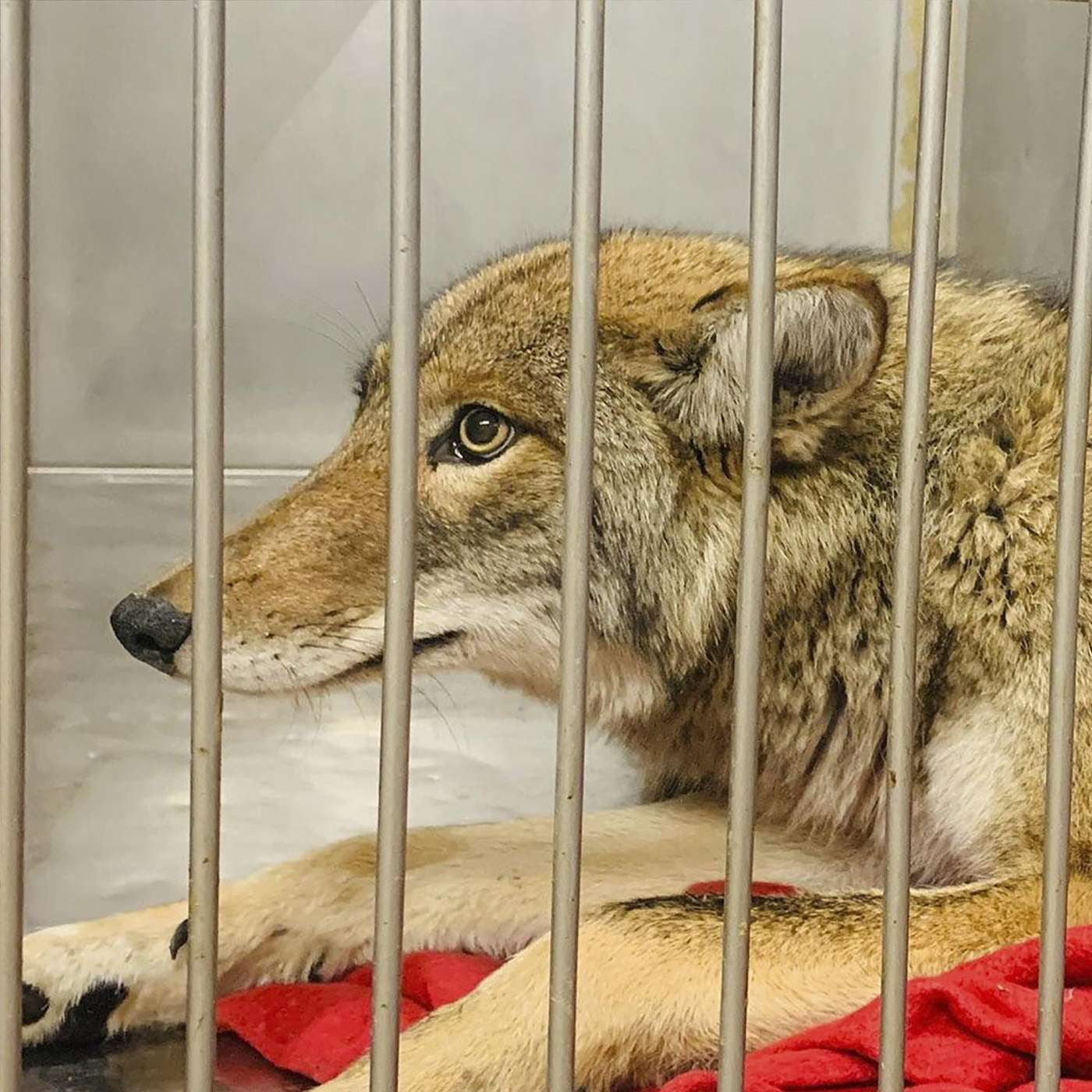 Mercy the Coyote gets in trouble in Chicago