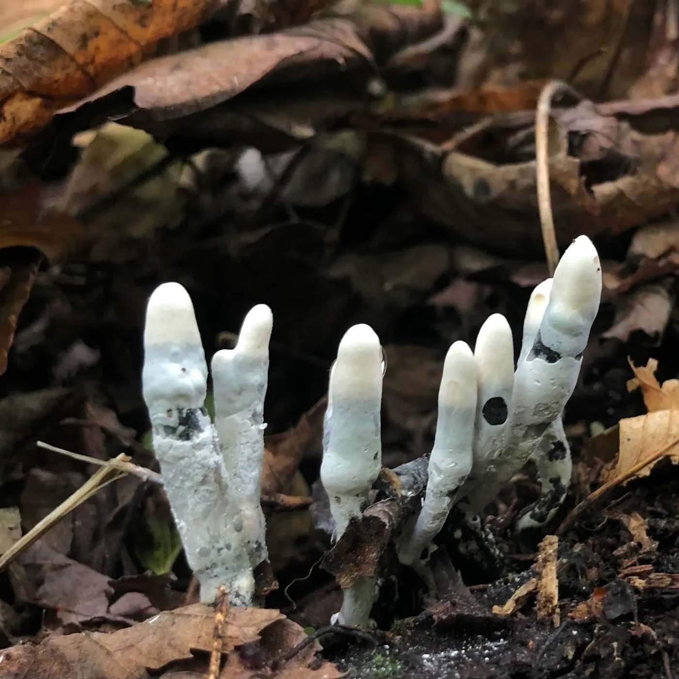 Dead Man's Fingers