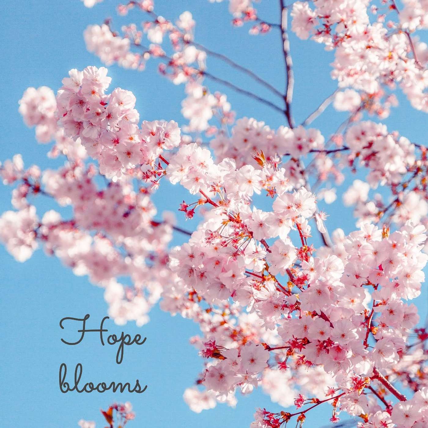 #158 Hope Blooms episode artwork