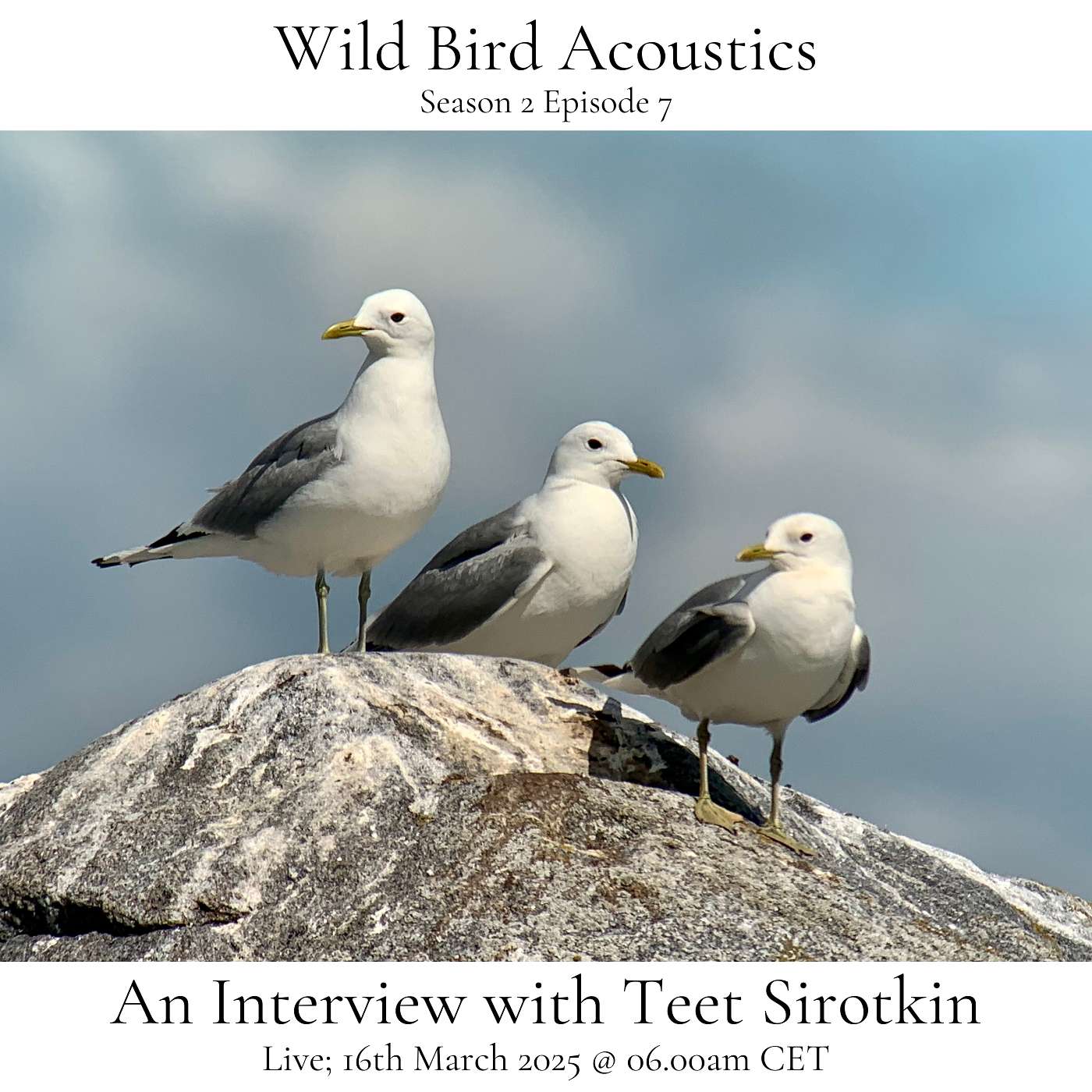 Wild Bird Acoustics