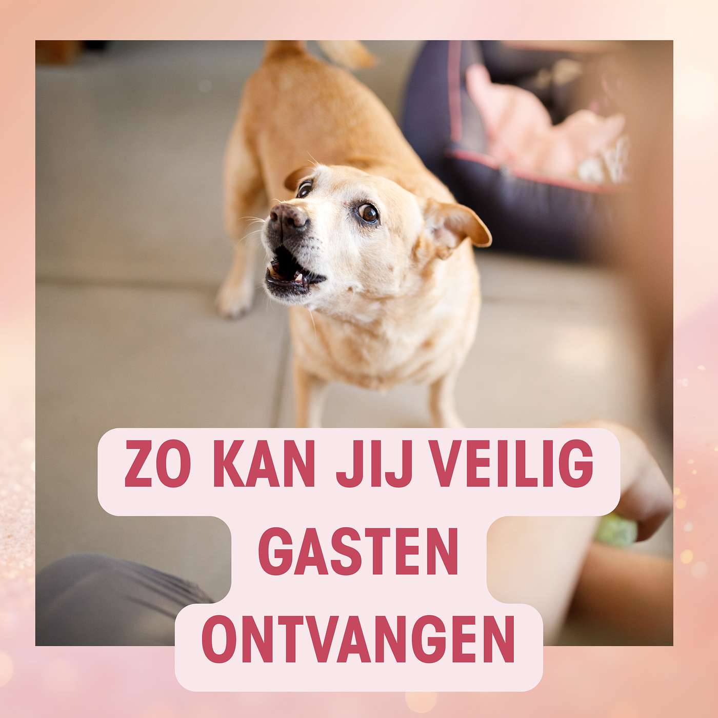 #9 Blaffen en opspringen naar bezoekers X het waakinstinct van je hond episode artwork